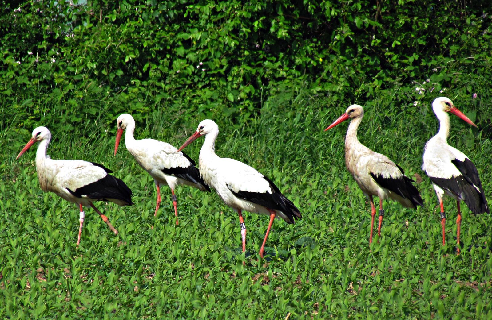 Canon PowerShot SX30 IS sample photo. Stork, field, meadow photography