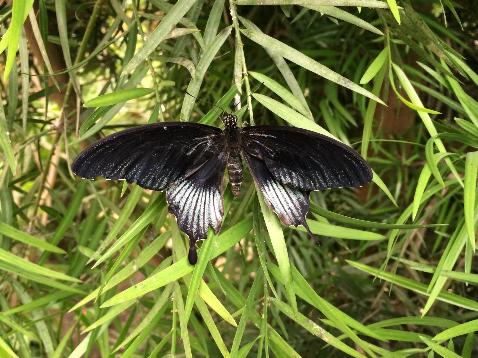 iPhone 5s back camera 4.15mm f/2.2 sample photo. Butterfly, animals, nature photography