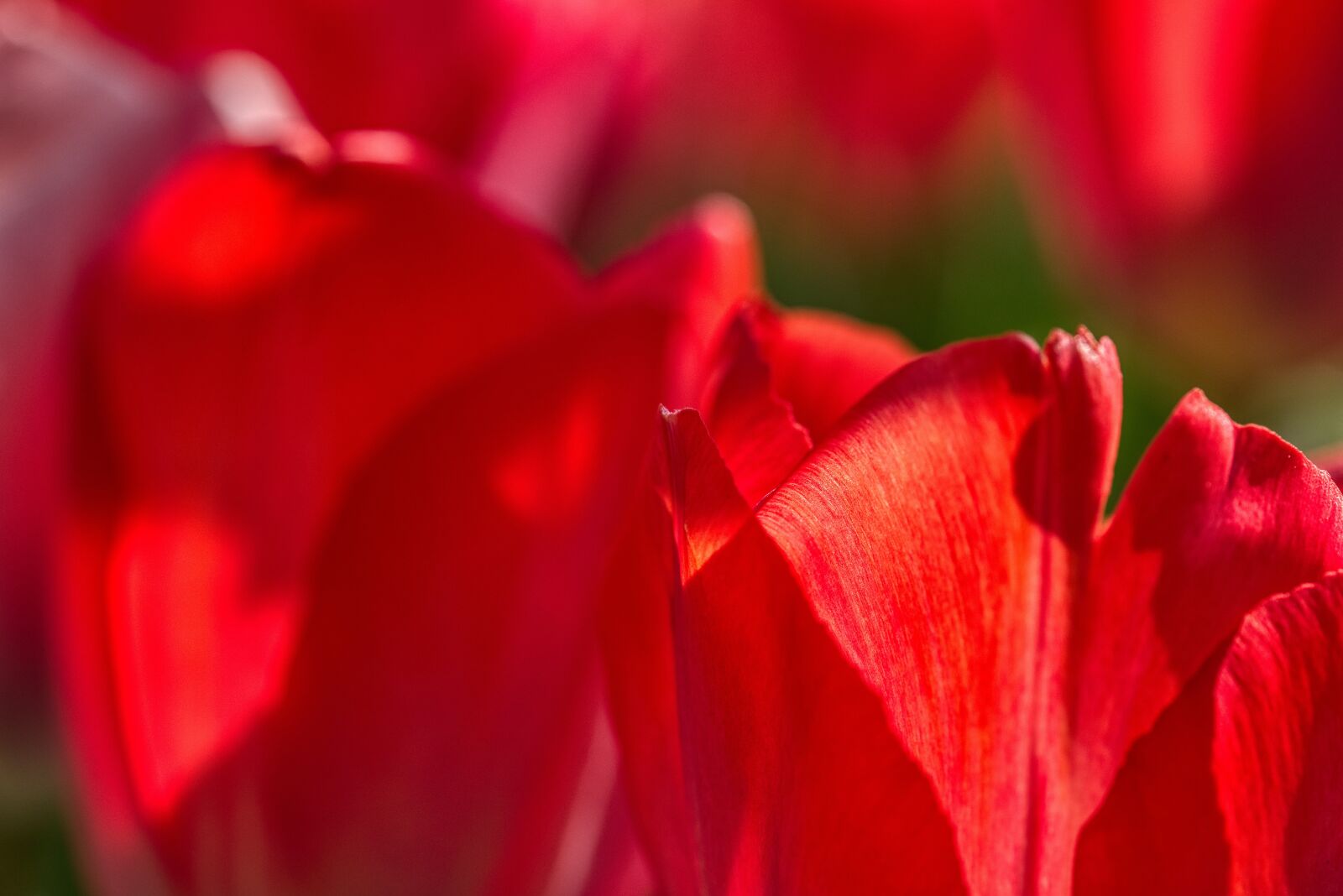 Nikon D750 sample photo. Tulip, flower, blossom photography