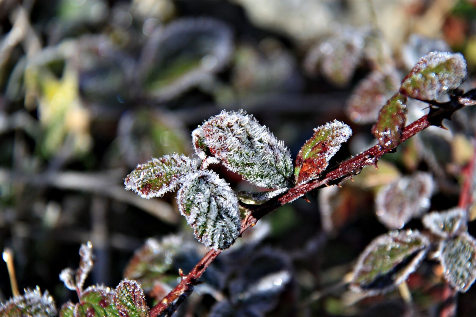 Canon EOS 500D (EOS Rebel T1i / EOS Kiss X3) sample photo. Frost, winter, forest photography