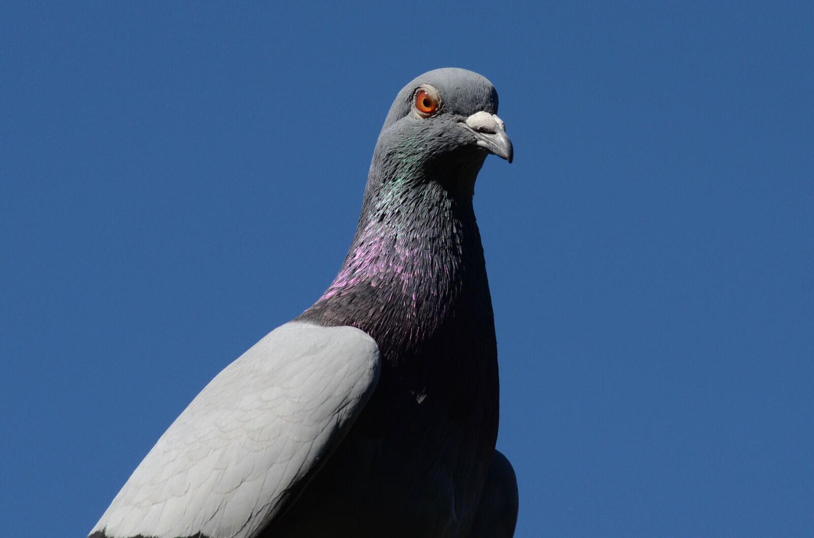 Nikon D5100 sample photo. Dove, animal portrait, bird photography