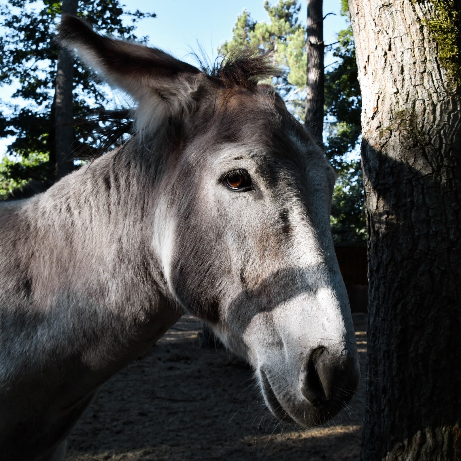 Nikon D500 sample photo. Donkey, equine, equestrian photography