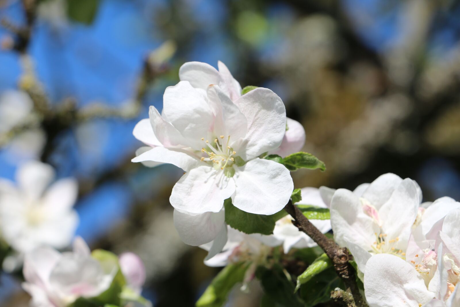 Canon EOS 700D (EOS Rebel T5i / EOS Kiss X7i) sample photo. Apple blossom, spring, apple photography