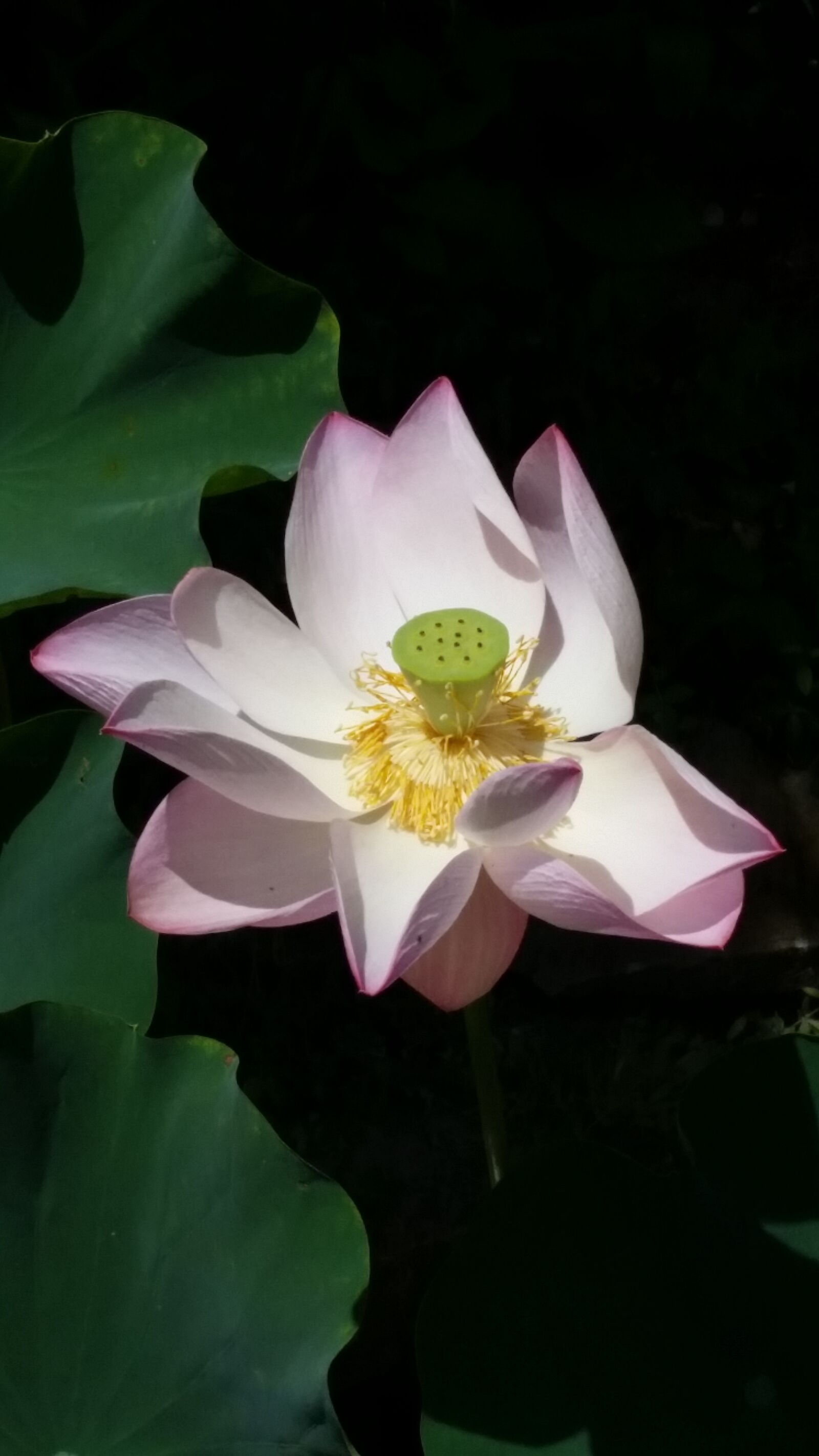 Samsung Galaxy S5 sample photo. Lilly, flower, high contrast photography