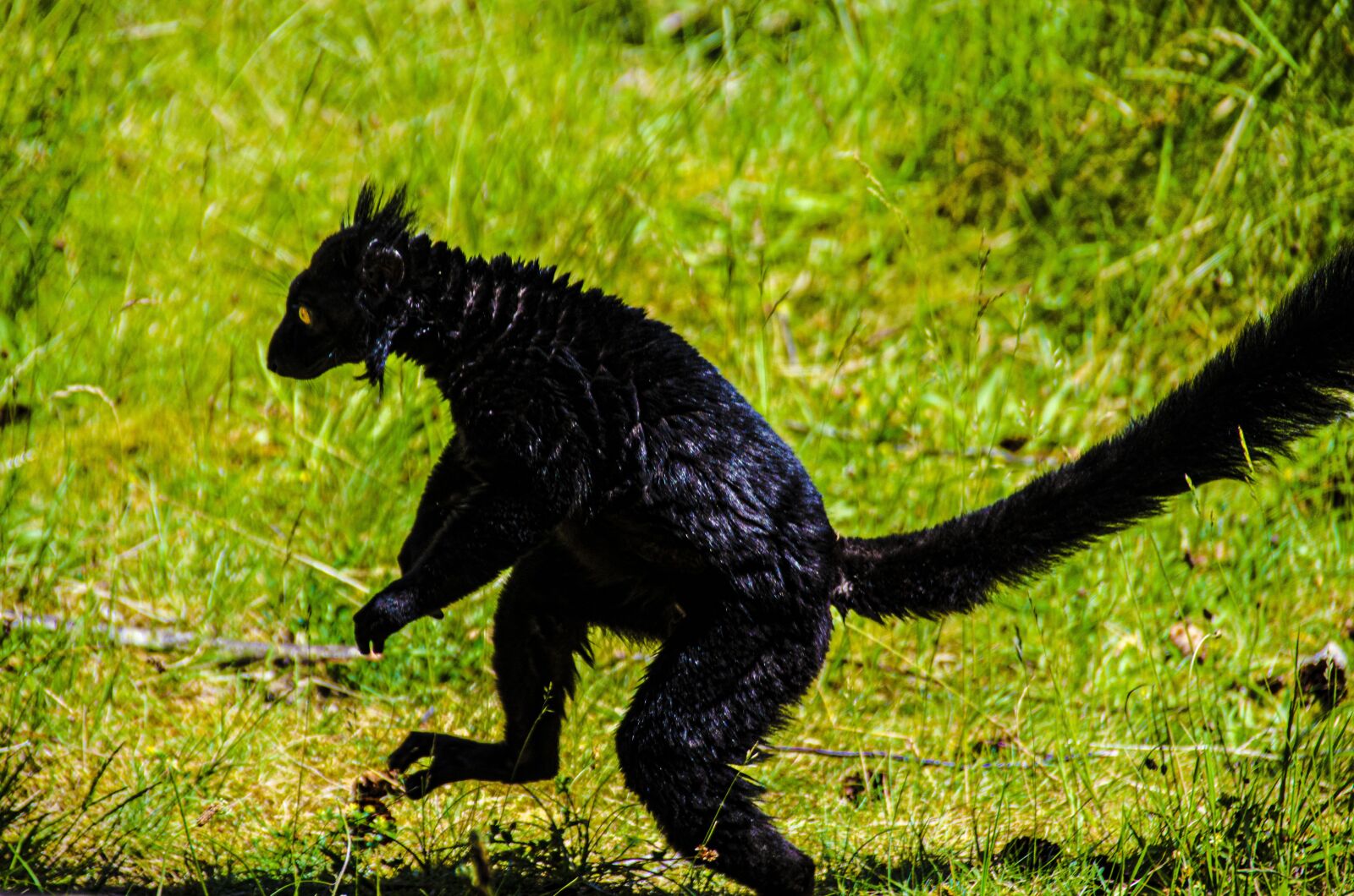 Nikon D5100 sample photo. Lemur, black lemur, mammals photography