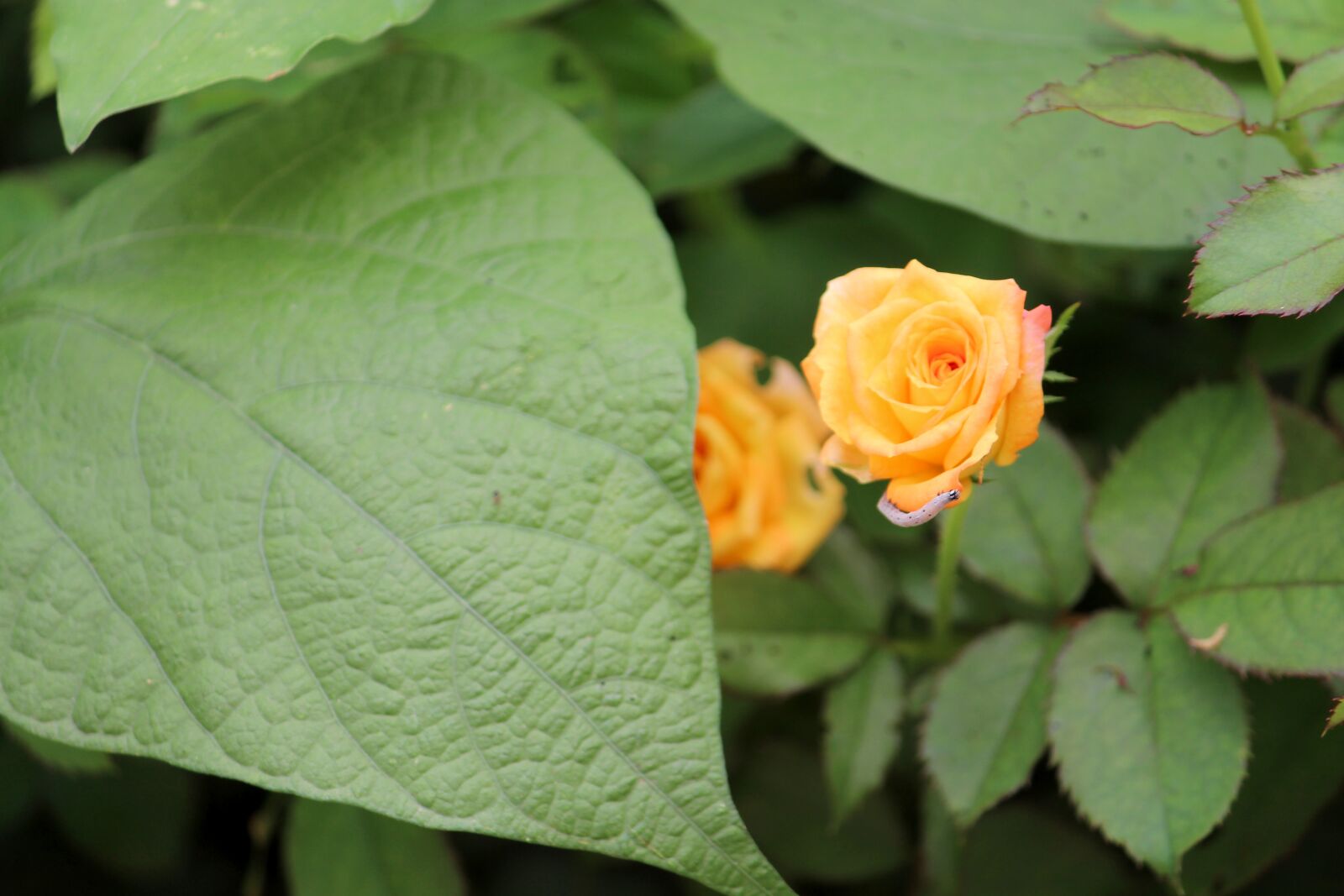 Canon EOS 700D (EOS Rebel T5i / EOS Kiss X7i) sample photo. Nature, leaf, flower photography
