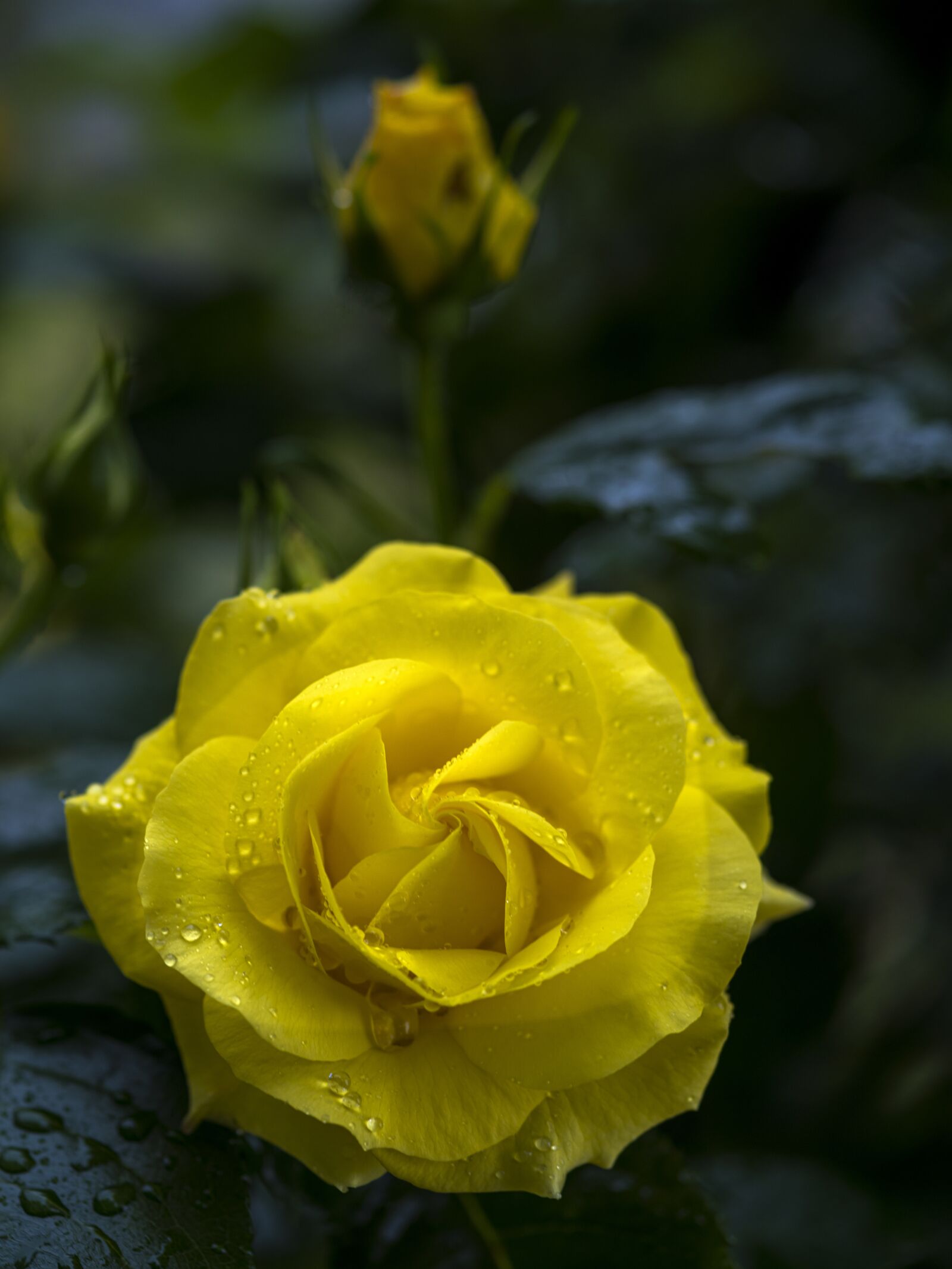 Pentax 645Z sample photo. Rose, yellow, flowers photography