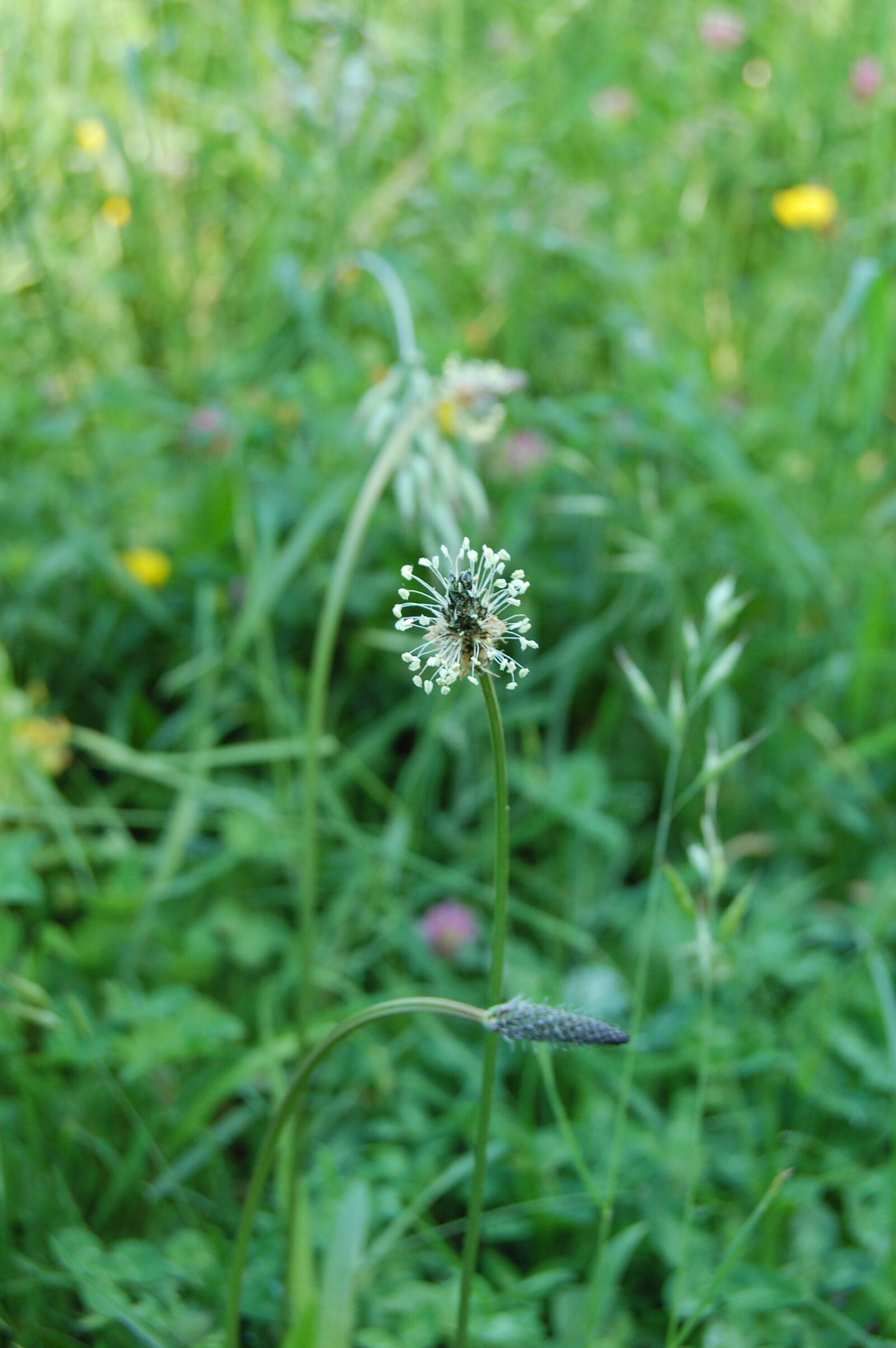 Nikon D40 sample photo. Flower, wild, country photography