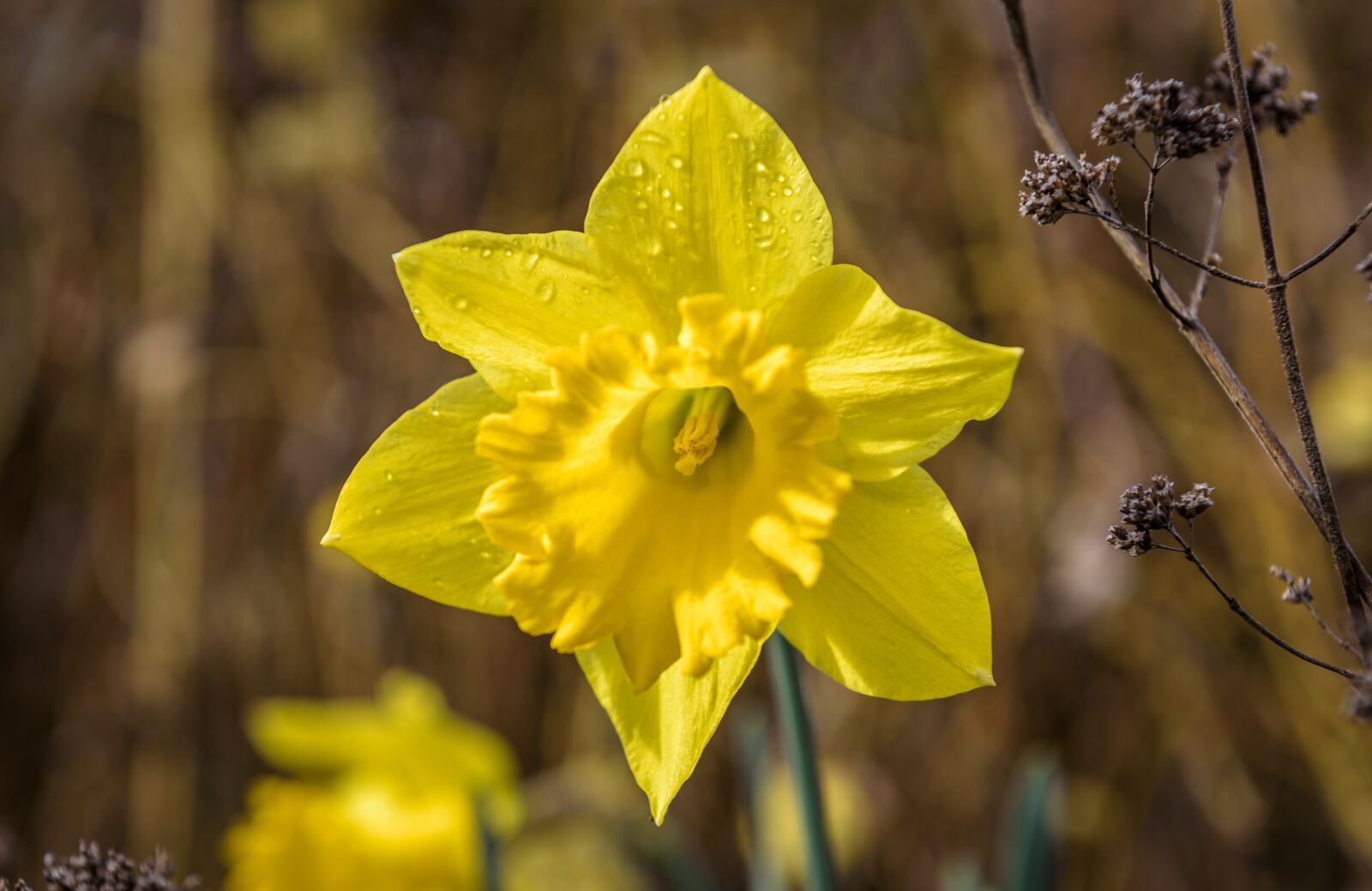 Nikon D750 sample photo. Narcissus, daffodil, spring photography