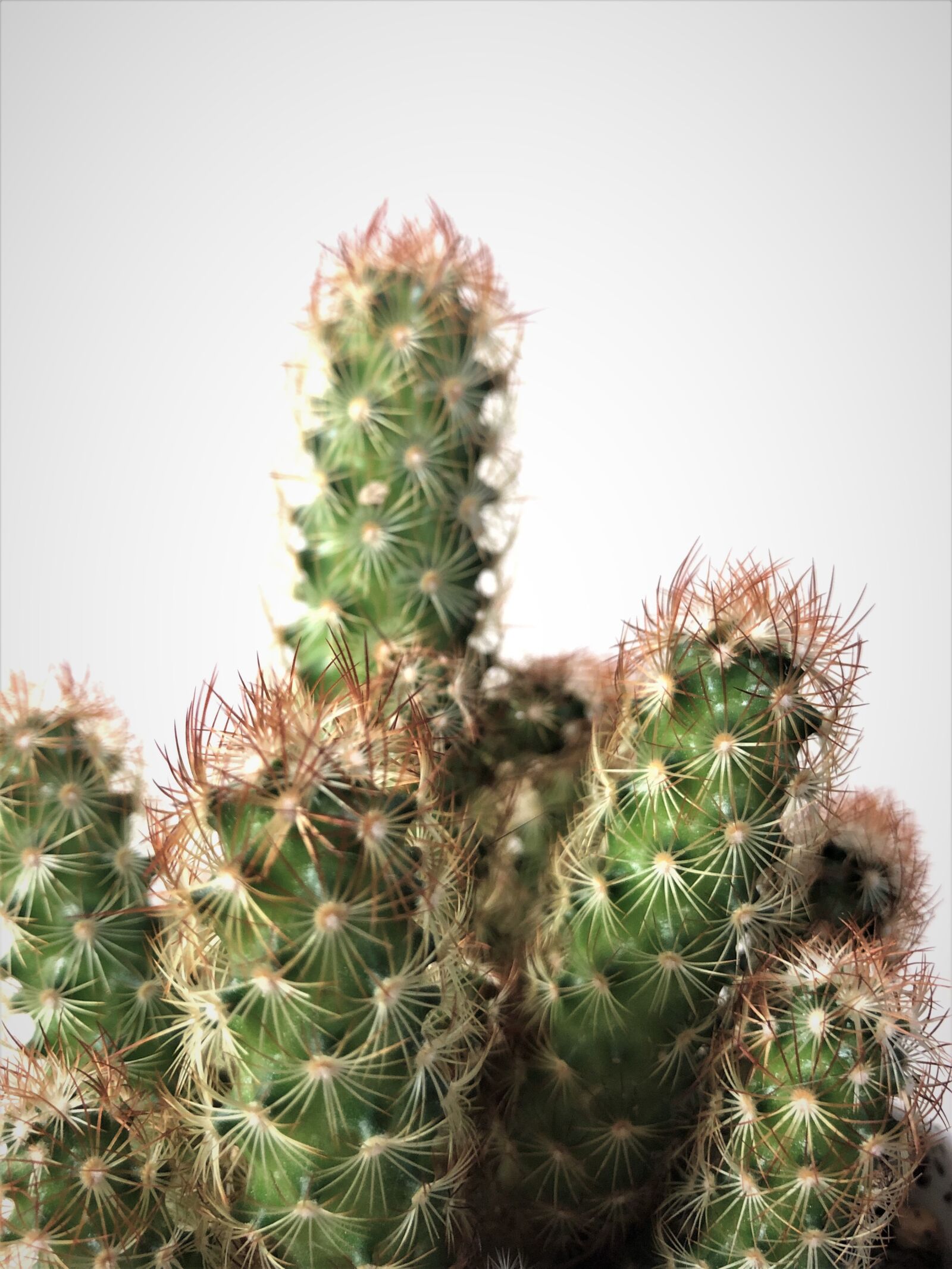 iPhone 8 back camera 3.99mm f/1.8 sample photo. Cactus, plant, close-up photography