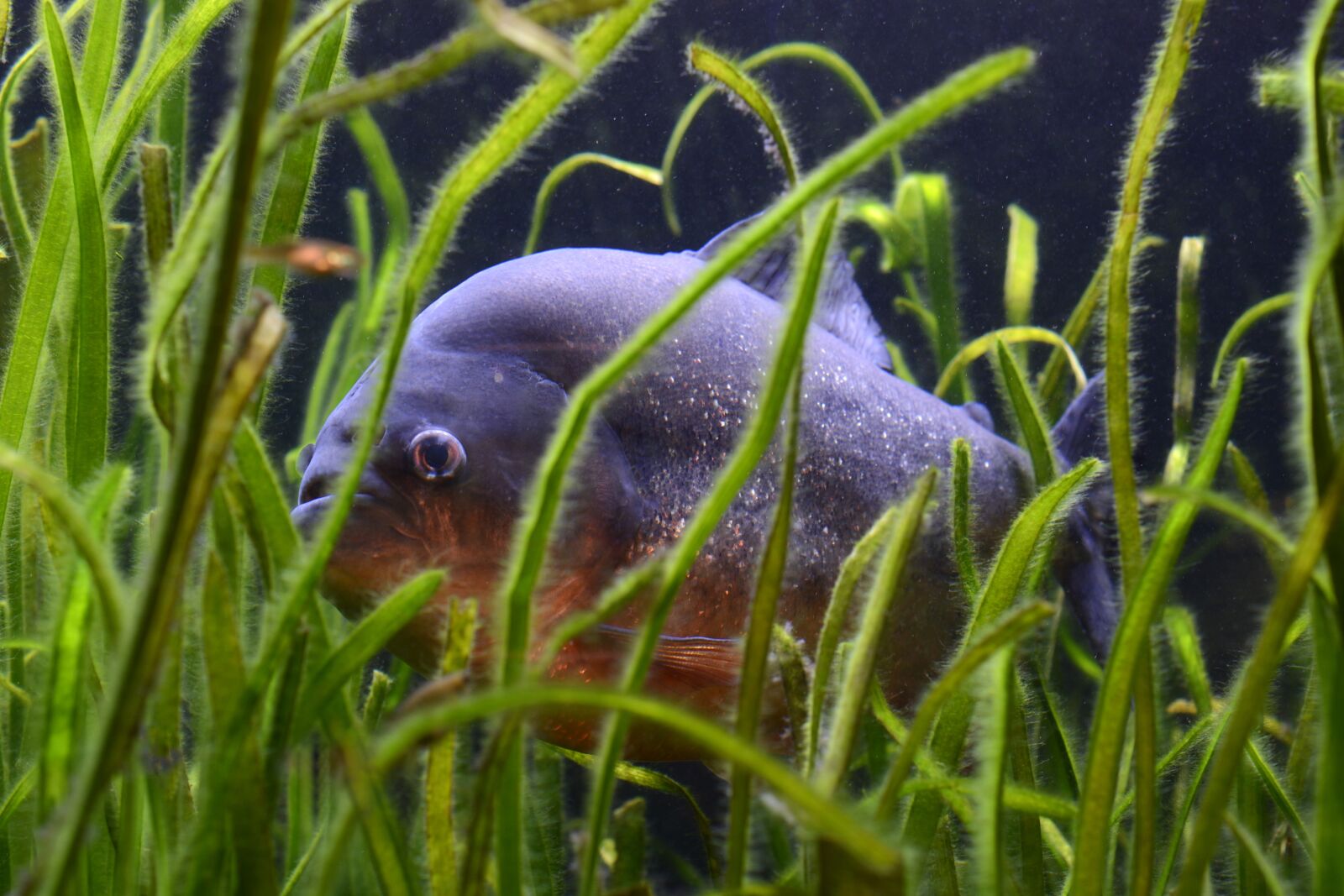 Nikon D7100 sample photo. Piranha, fish, dangerous photography