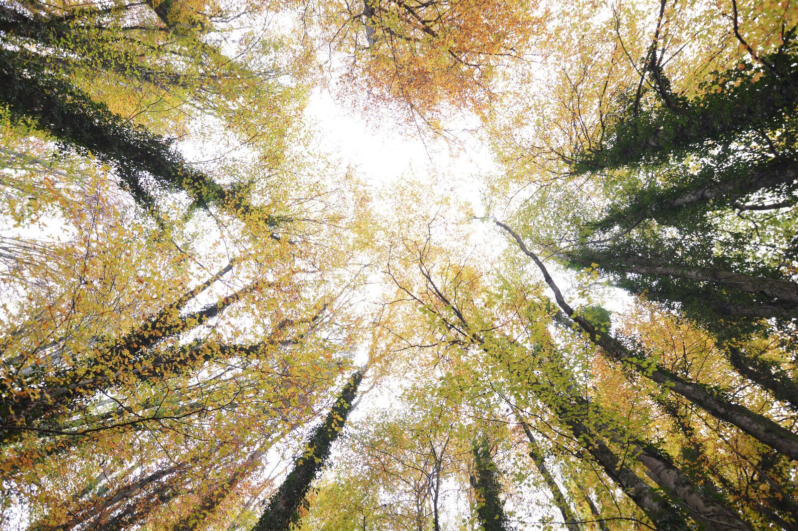 Nikon D3200 sample photo. Forest, autumn, glade photography