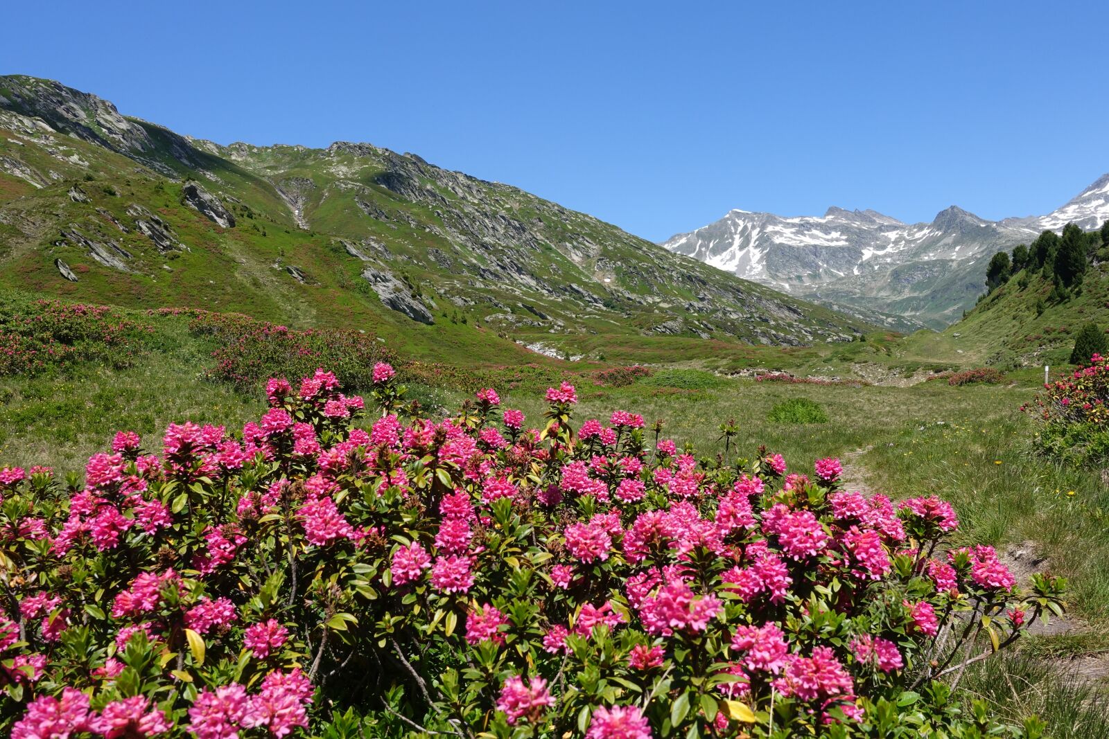 Sony Cyber-shot DSC-RX100 IV sample photo. Alpine roses, mountain landscape photography