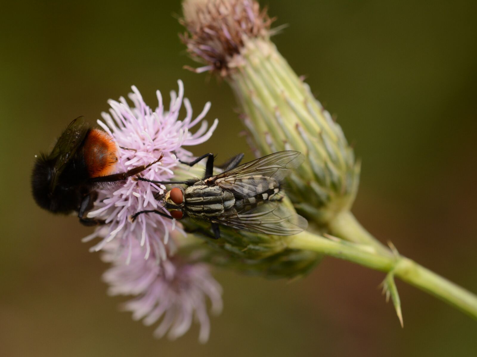 Nikon D5200 sample photo. Fly, bumblebee, insects photography