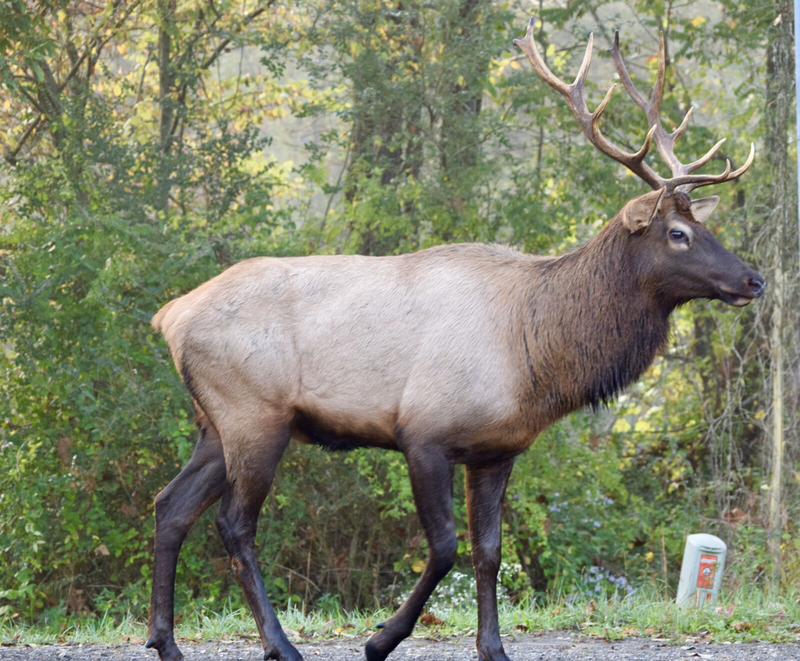 Nikon D3300 sample photo. Elk, deer, stag photography
