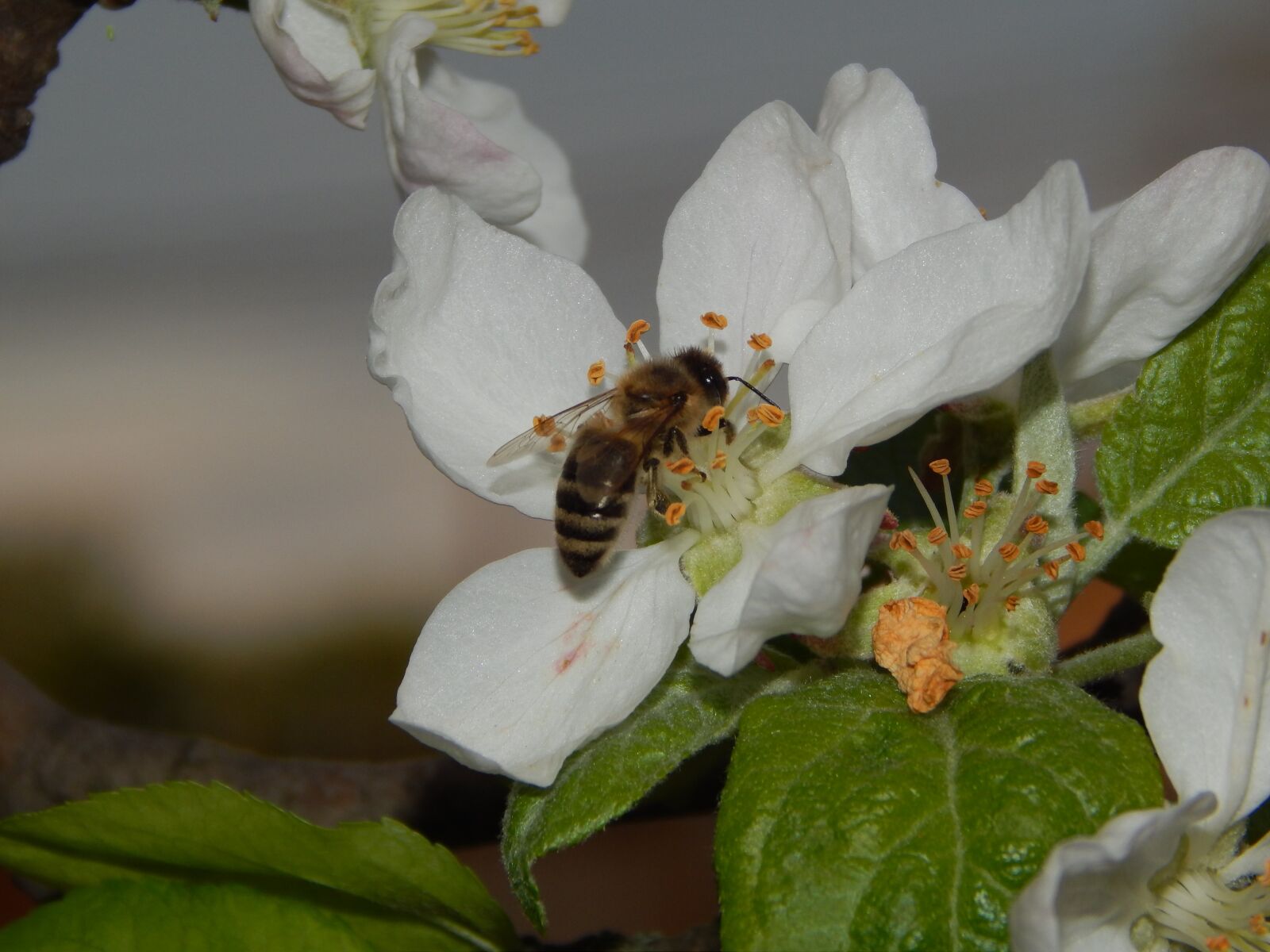 Nikon Coolpix L820 sample photo. Bee on flower, nature photography