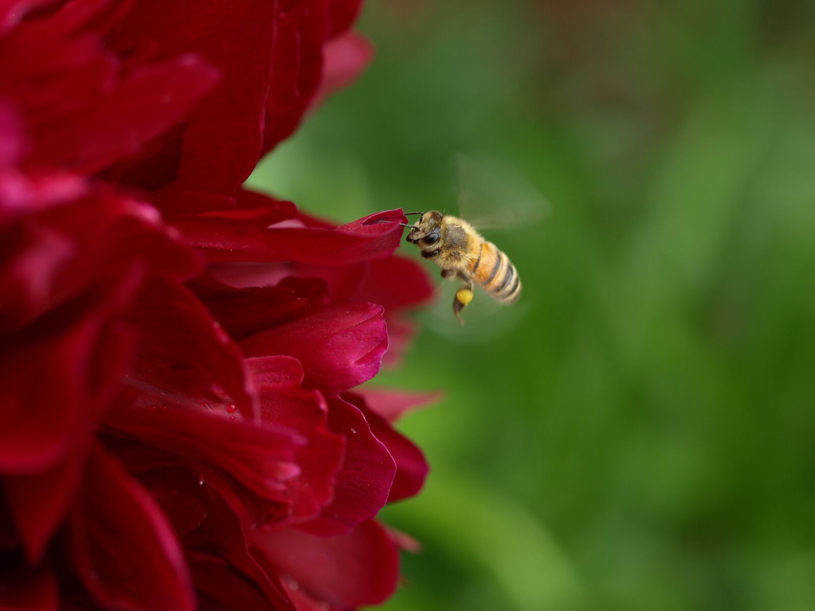Olympus E-510 (EVOLT E-510) sample photo. Nature, flower, outdoors photography