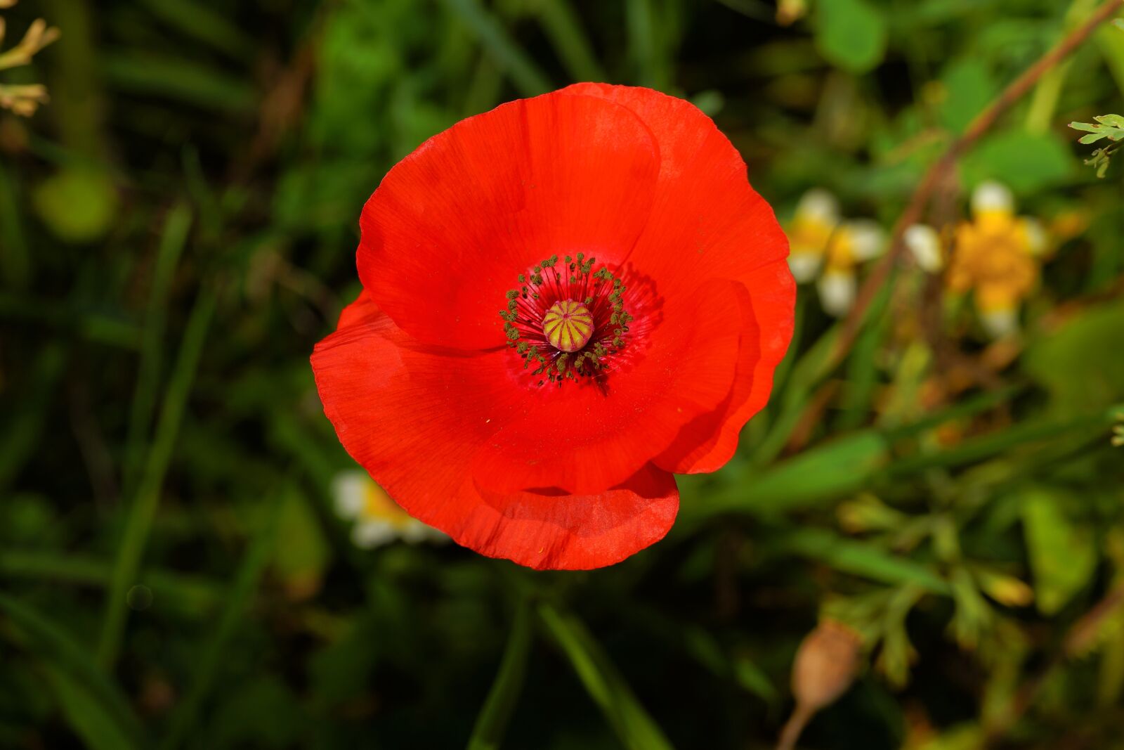 Sony a99 II sample photo. Blossom, bloom, poppy flower photography