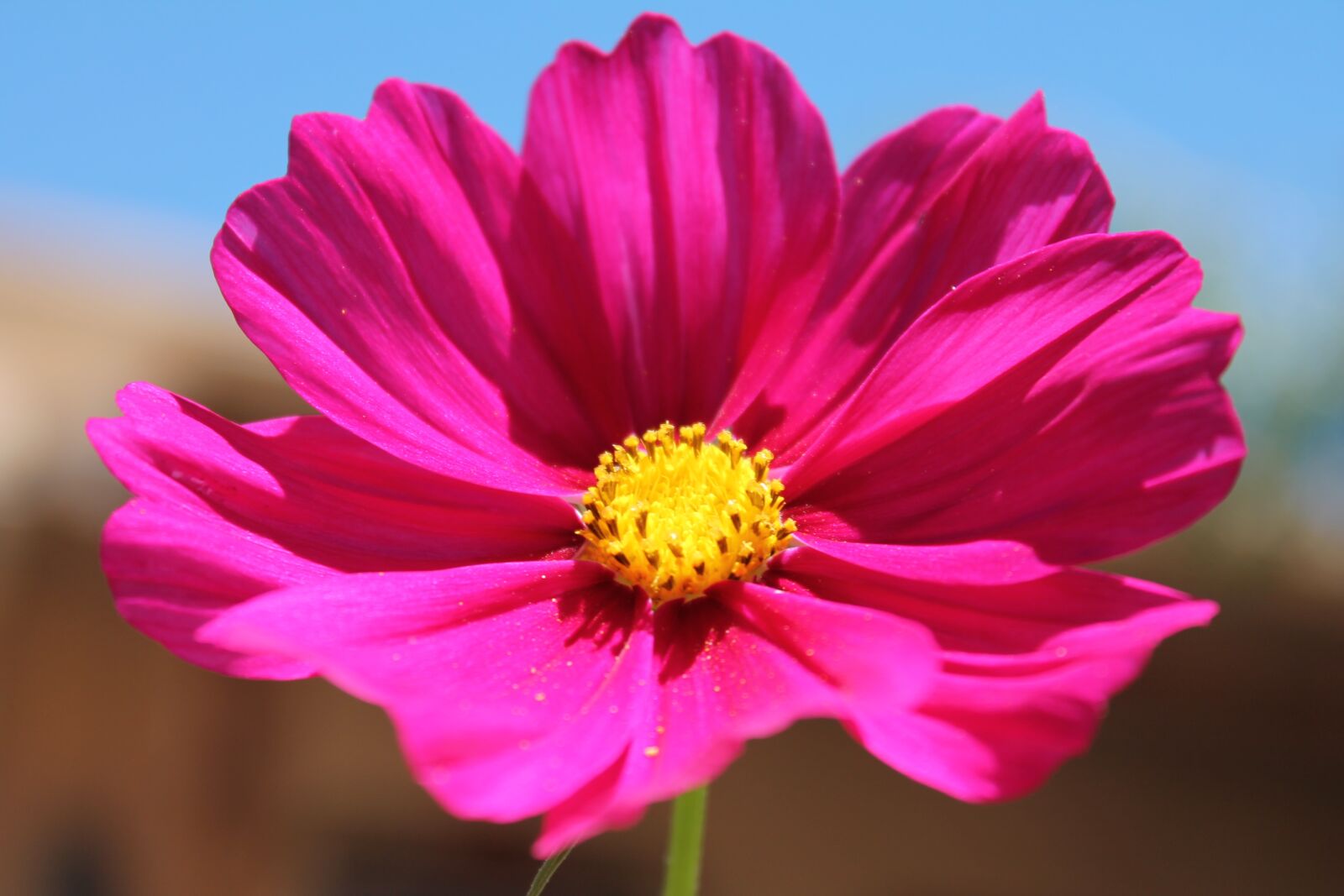 Canon EOS 1100D (EOS Rebel T3 / EOS Kiss X50) sample photo. Purple flower, flower, purple photography
