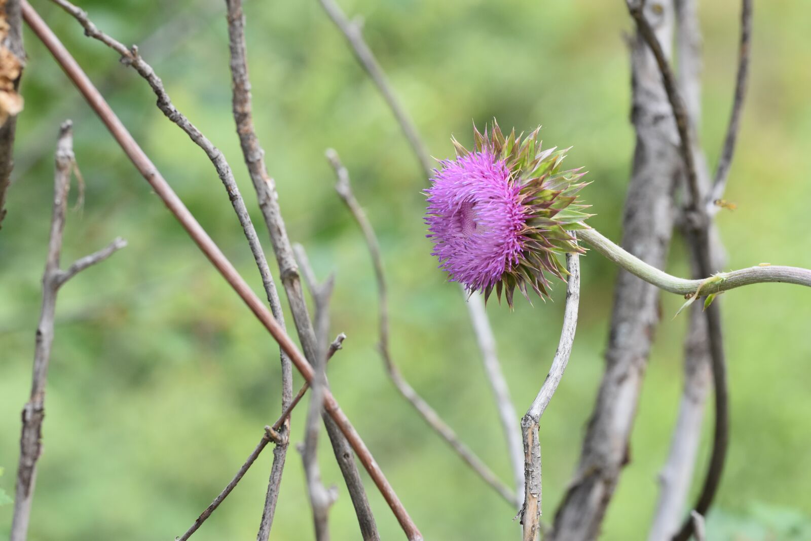 Nikon D7200 sample photo. Flower, purple, branch photography