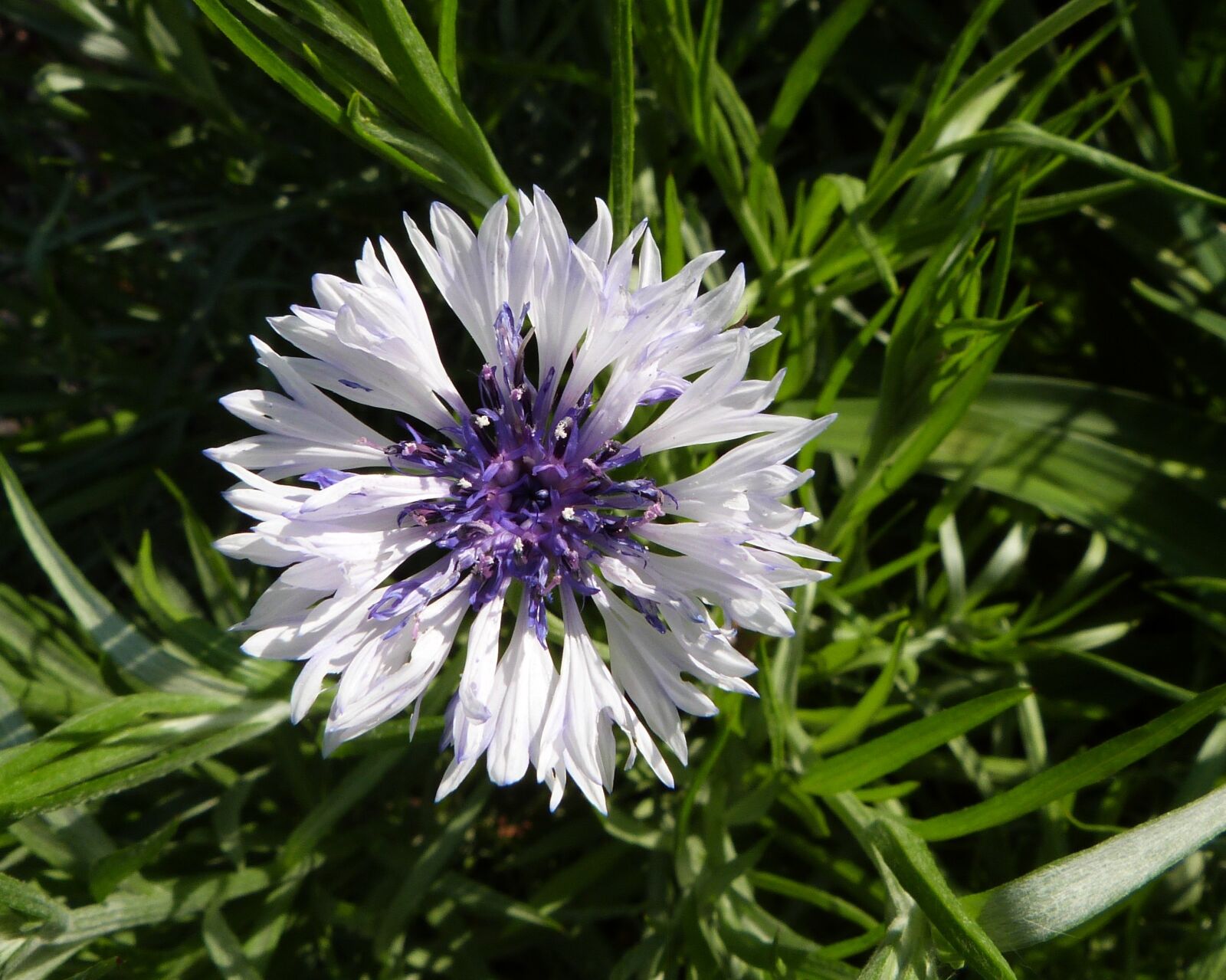Panasonic Lumix DMC-FZ47 (Lumix DMC-FZ48) sample photo. White flower, purple flower photography