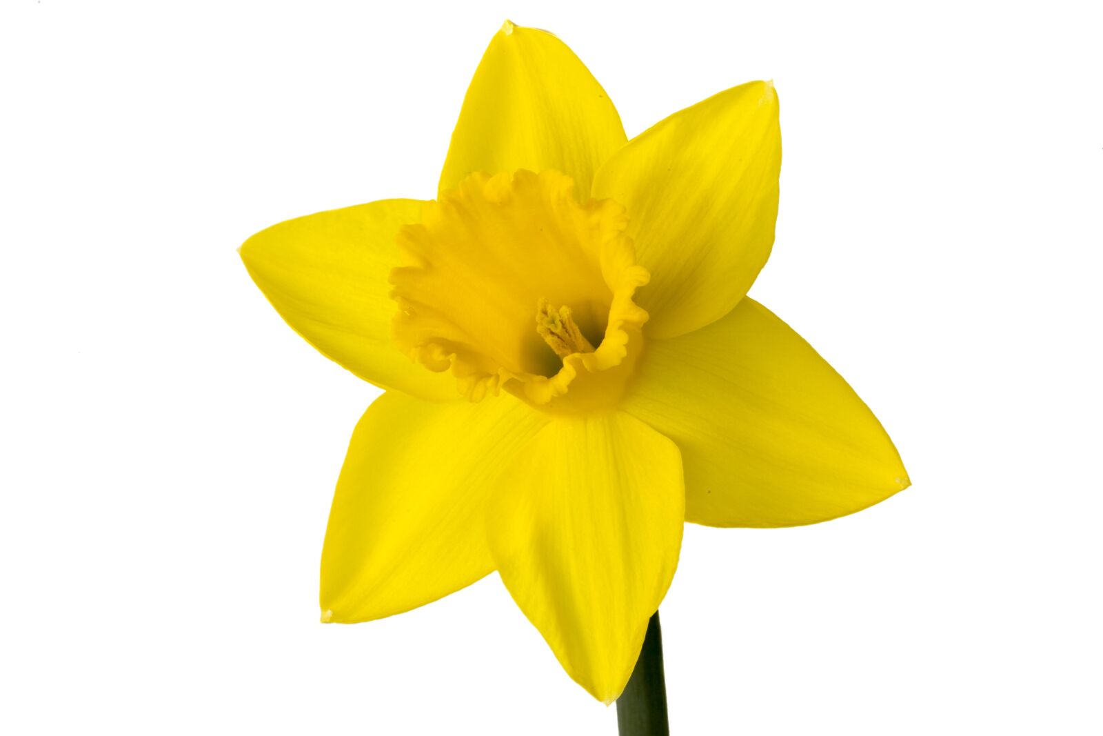 Canon EOS 6D sample photo. Narcis, flower, yellow photography