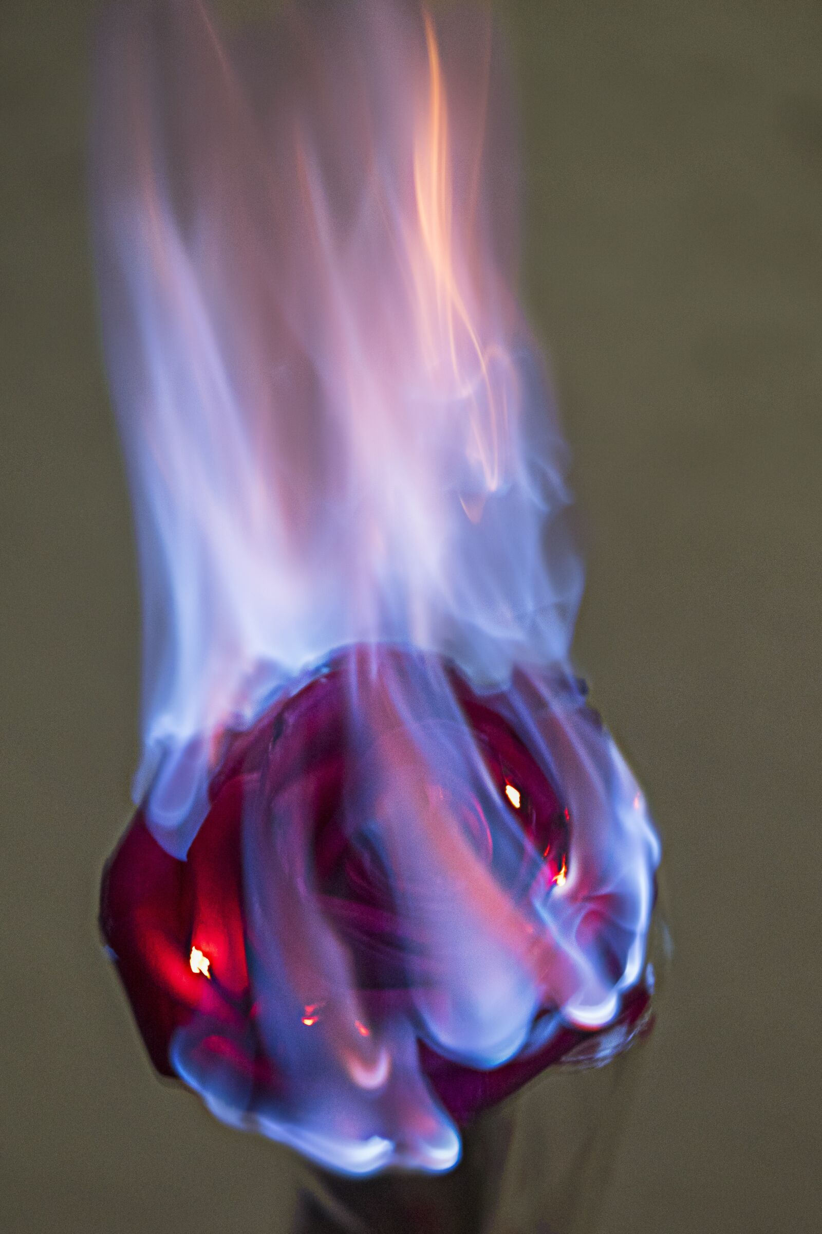 Nikon D5500 sample photo. Dying beauty, burning rose photography