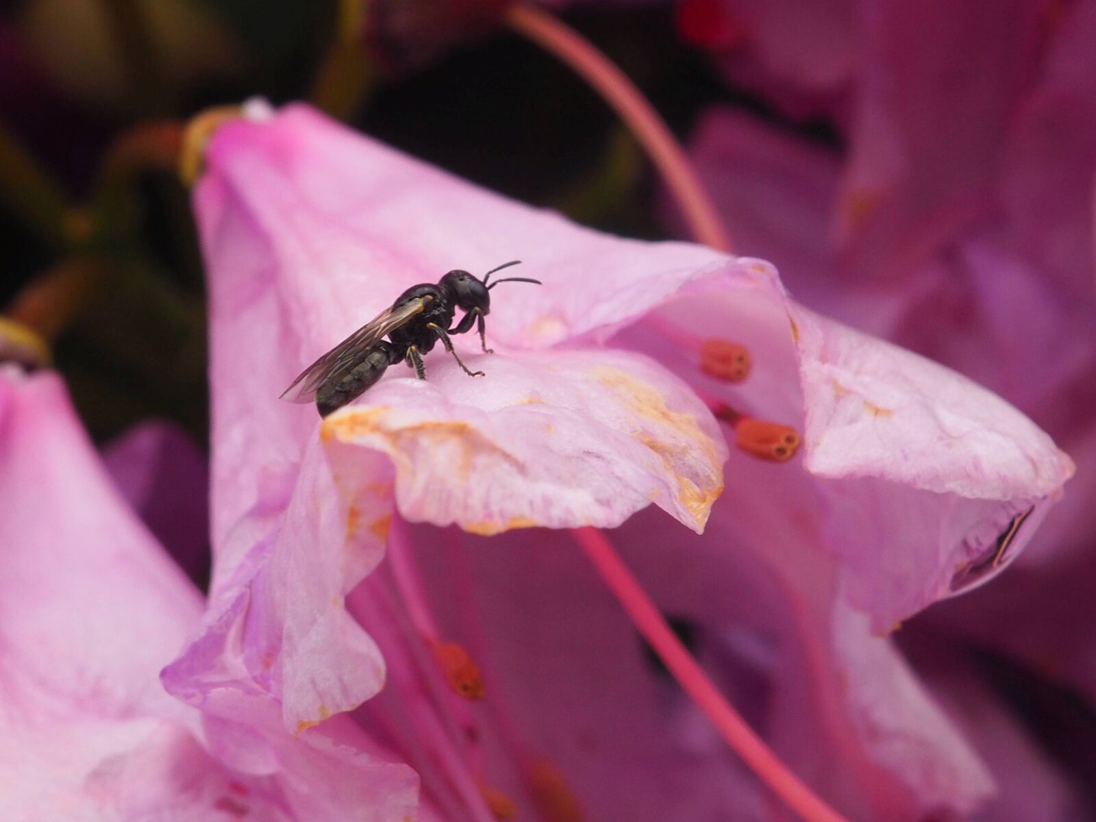 Olympus OM-D E-M10 II sample photo. Rhododendron, ant, insect photography
