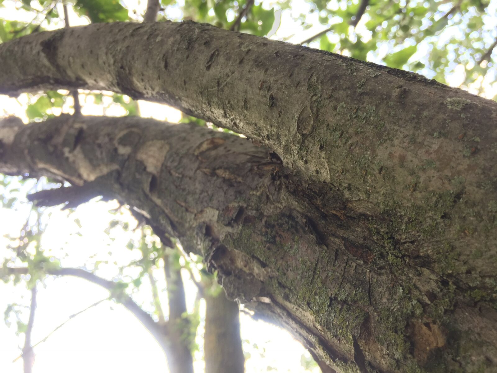 iPhone 6 back camera 4.15mm f/2.2 sample photo