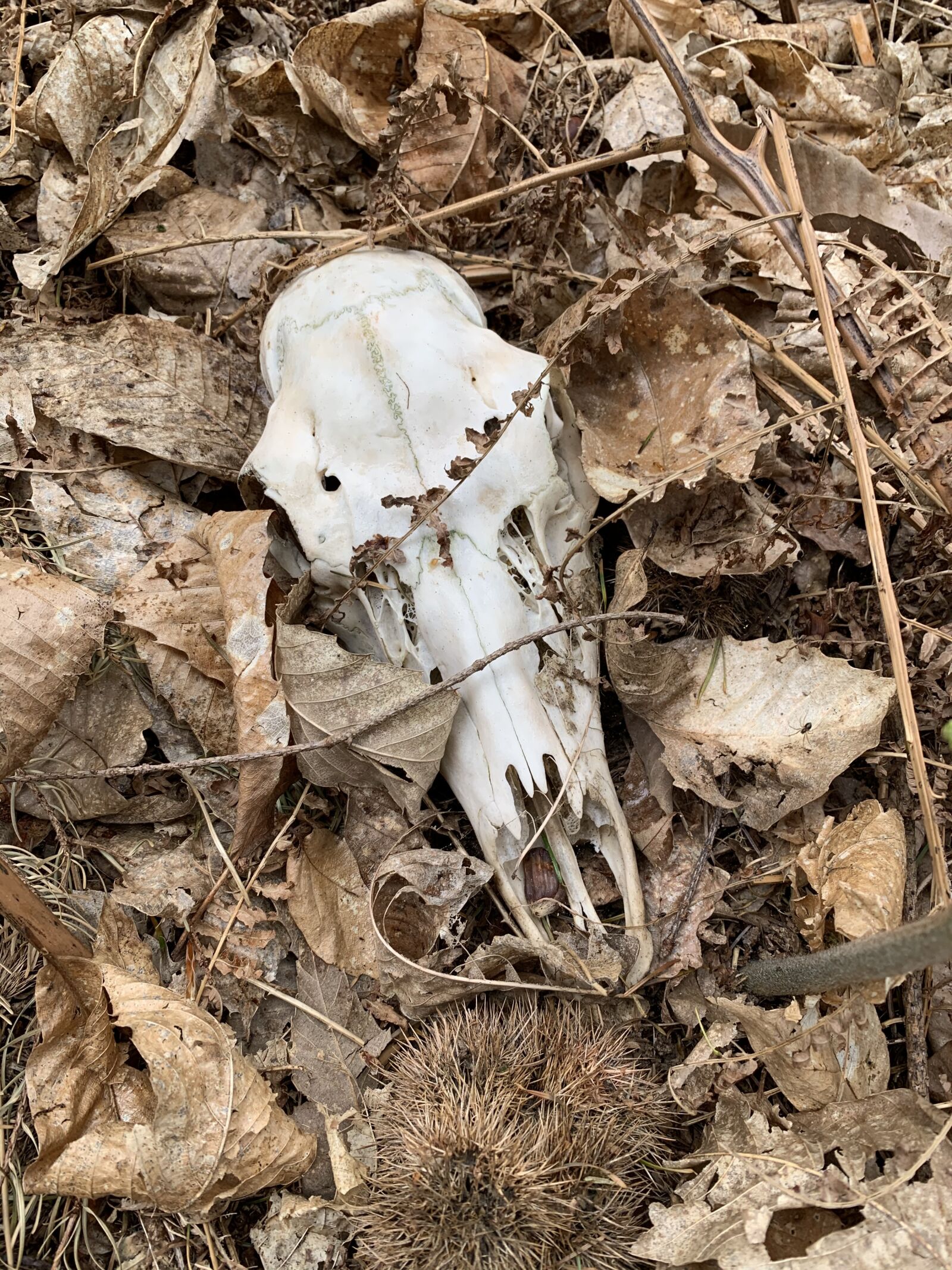 iPhone XS Max back dual camera 4.25mm f/1.8 sample photo. Female fallow deer skull photography