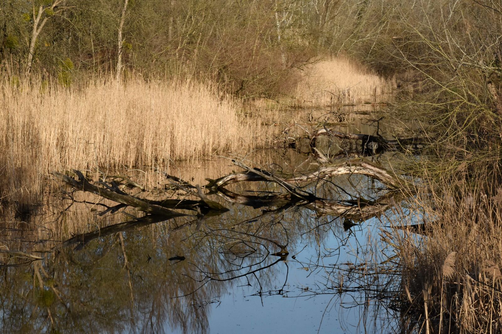 Nikon D5500 sample photo. Landscape, swamp, forest, river photography