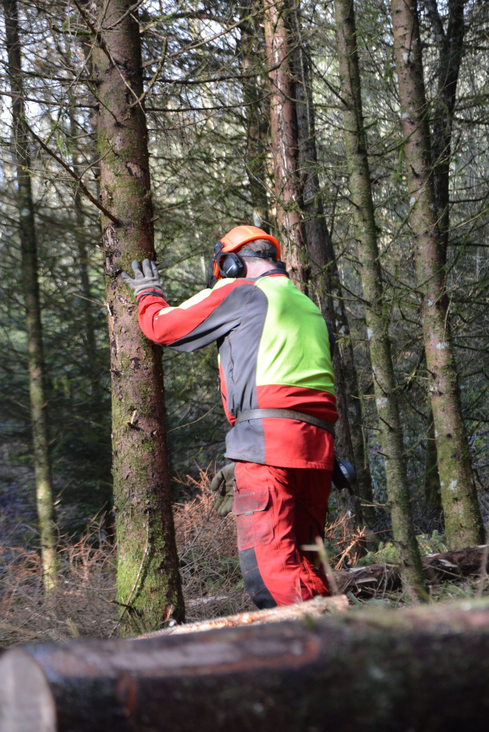 Nikon D7100 sample photo. Cutting, forest, roughhouse photography