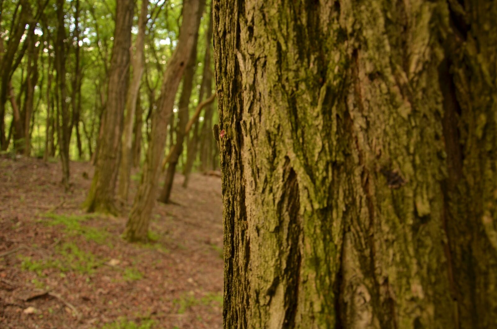Nikon D7000 sample photo. Wood, tree, nature photography