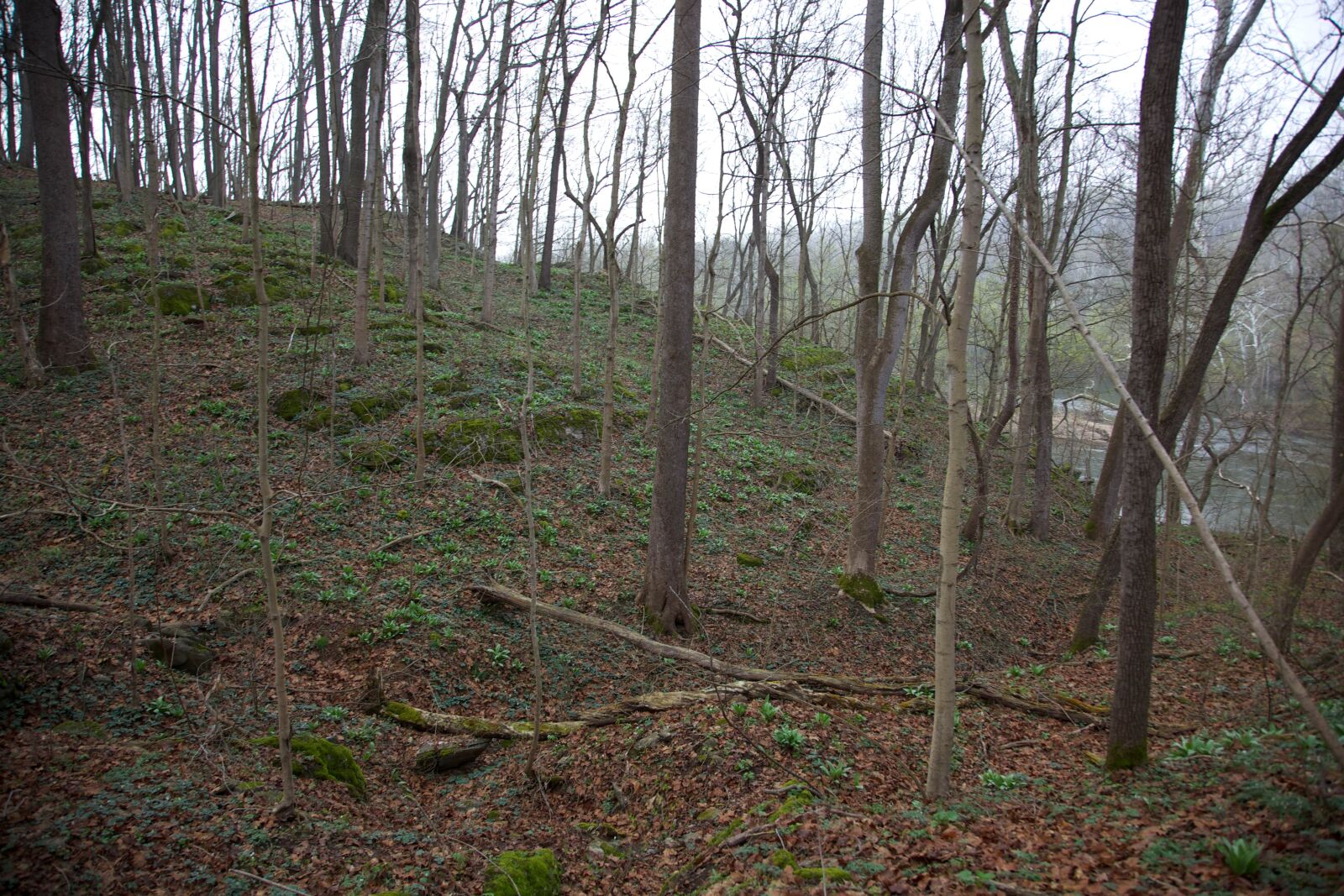 Canon EOS 5D Mark II sample photo. Spring, woods, shore, river photography