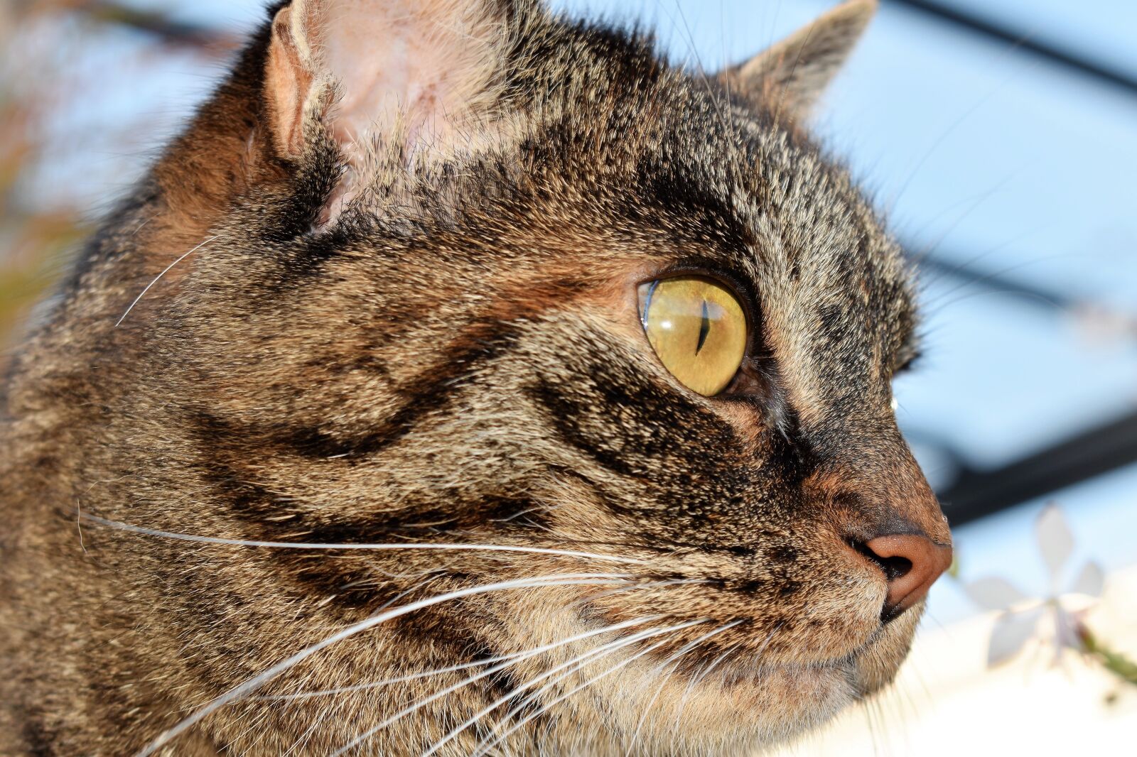 Nikon D5500 sample photo. Cat, animal, mackerel photography