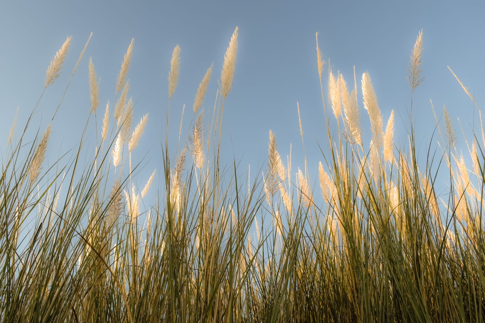 Nikon D3300 sample photo. Reeds, sky, nature photography