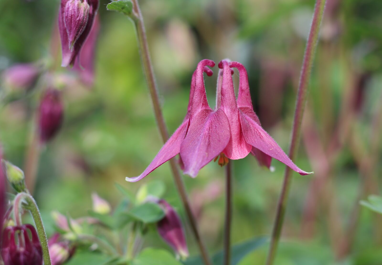 Canon EOS 1300D (EOS Rebel T6 / EOS Kiss X80) + Canon EF 50mm F1.8 STM sample photo. Aquilegia, grannies bonnet, columbine photography