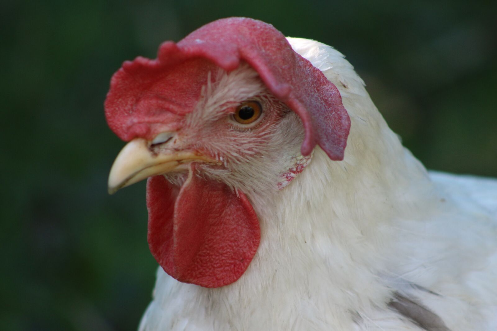 Canon EF75-300mm f/4-5.6 sample photo. Chicken, feather, bird photography