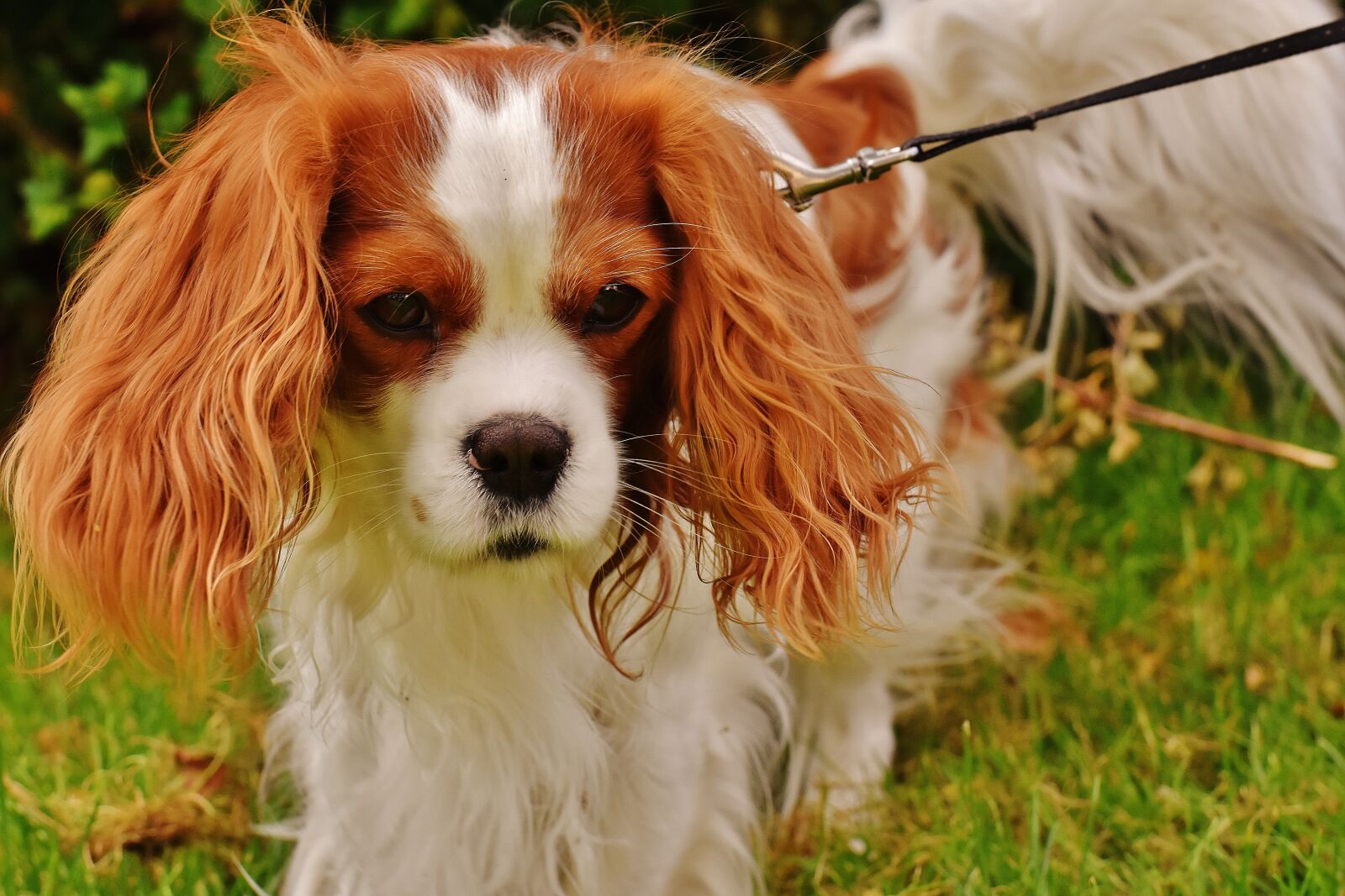 Nikon D7200 sample photo. Dog, cavalier king charles photography