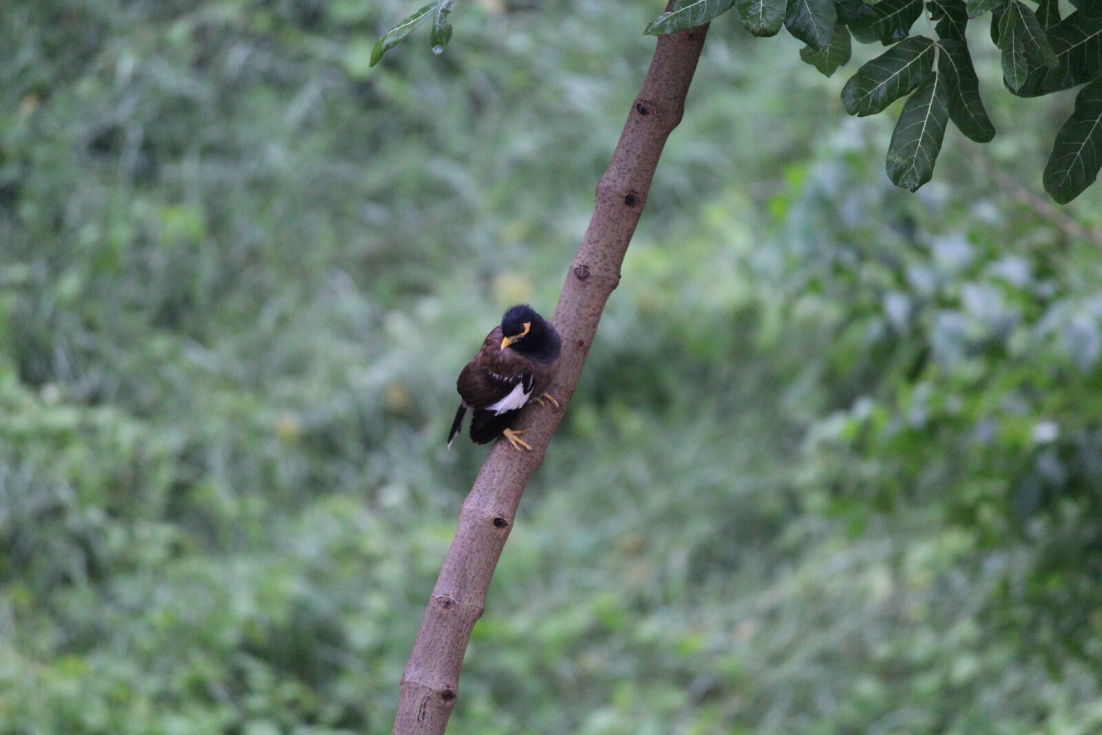 Canon EF-S 55-250mm F4-5.6 IS II sample photo. Bird photography