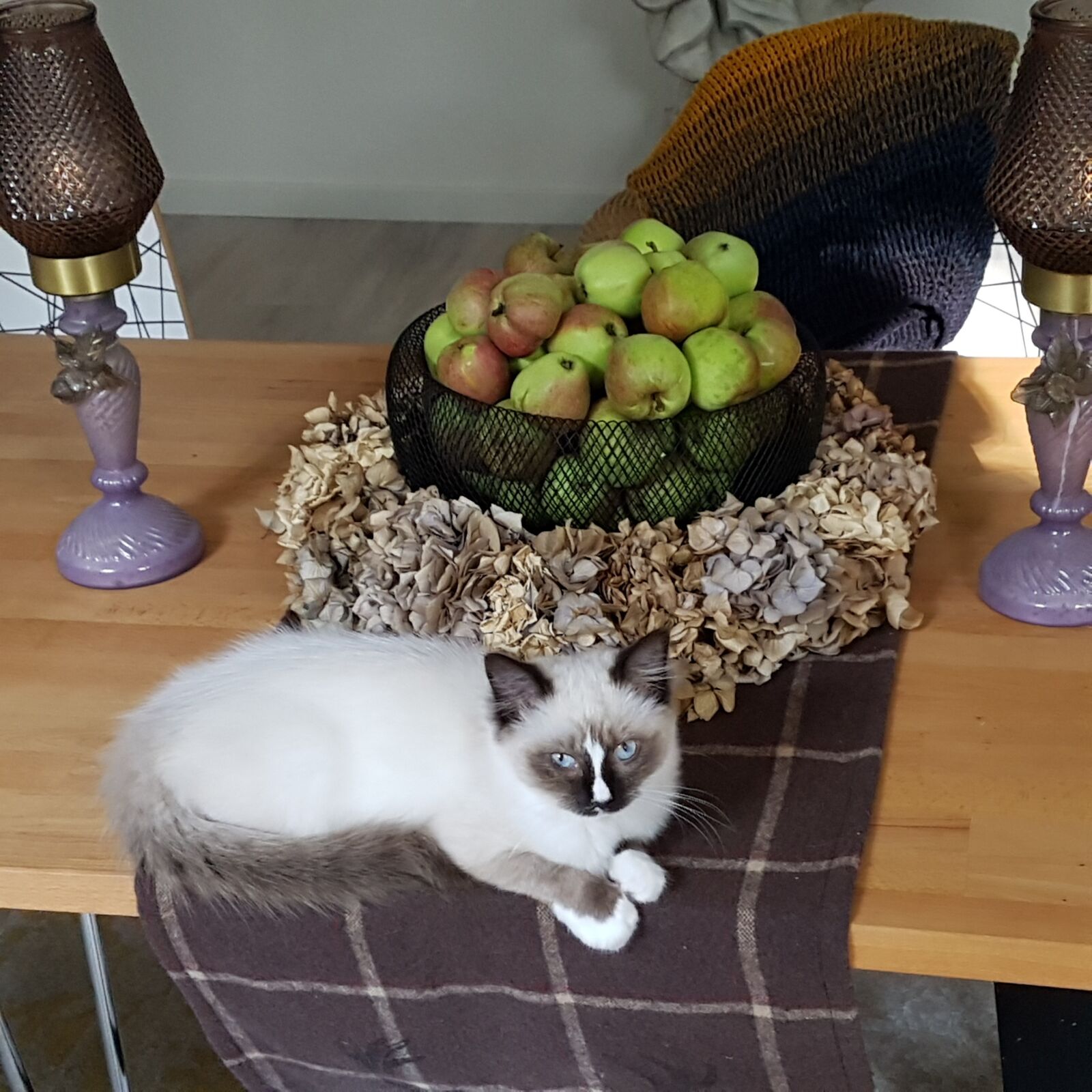 Samsung SM-G930F sample photo. Ragdoll, cat, kitten photography