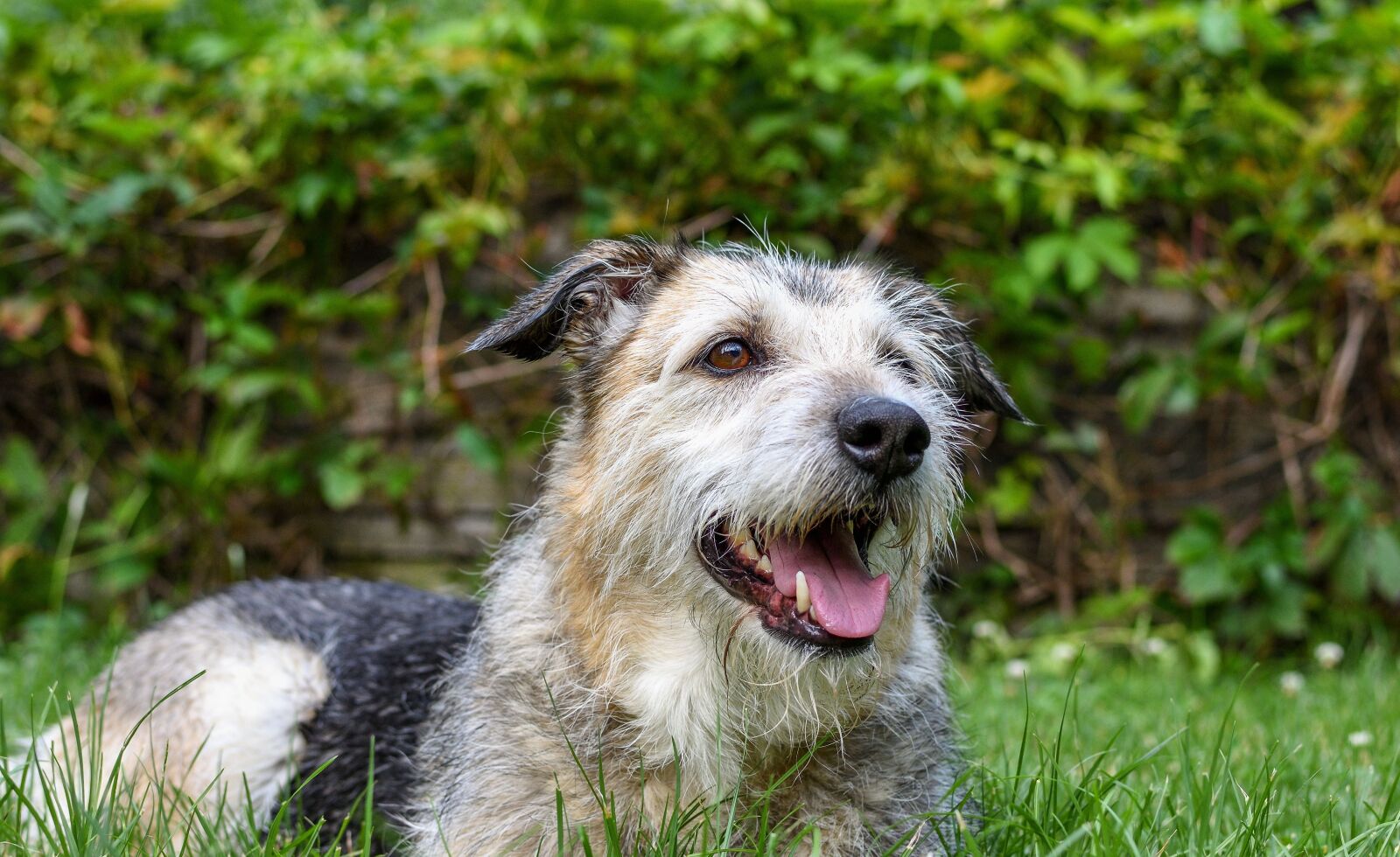 Nikon D7200 sample photo. Dog, mixed breed dog photography