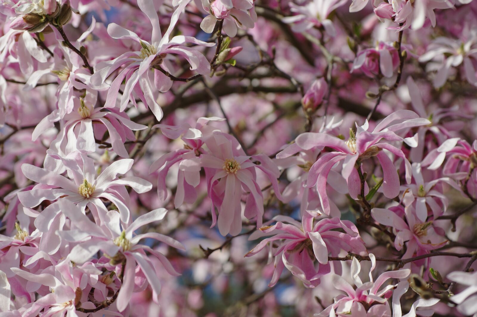 Pentax K-3 sample photo. Magnolia, flower, plant photography