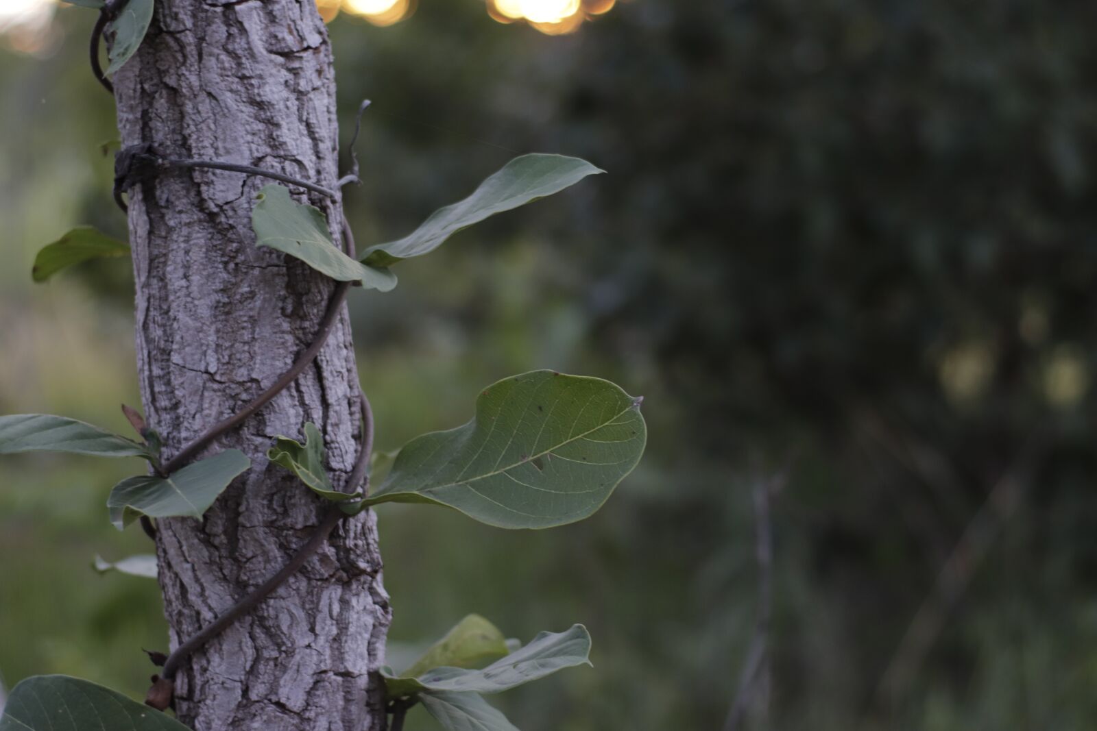 Canon EOS 800D (EOS Rebel T7i / EOS Kiss X9i) sample photo. Tree, cerrado, leave photography