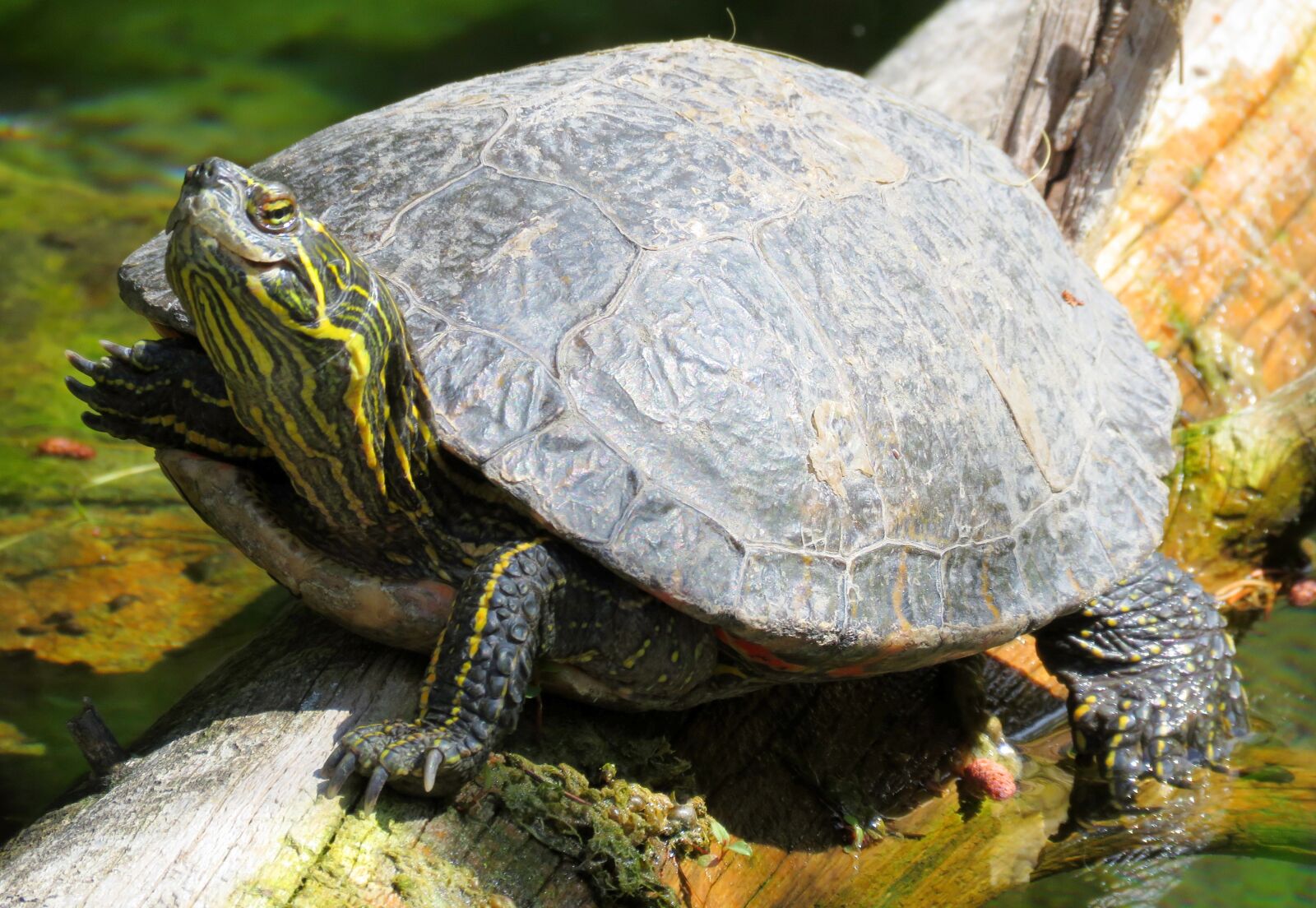 Canon PowerShot SX60 HS sample photo. Turtle, turtle head, tortoise photography