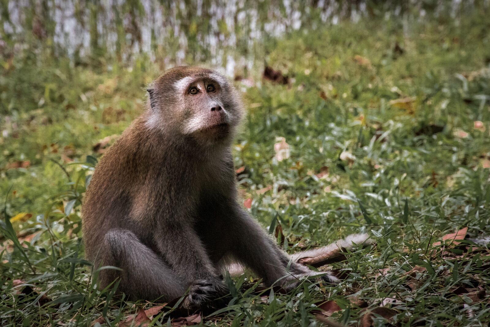 Nikon D5600 sample photo. Monkey, primate, mammal photography