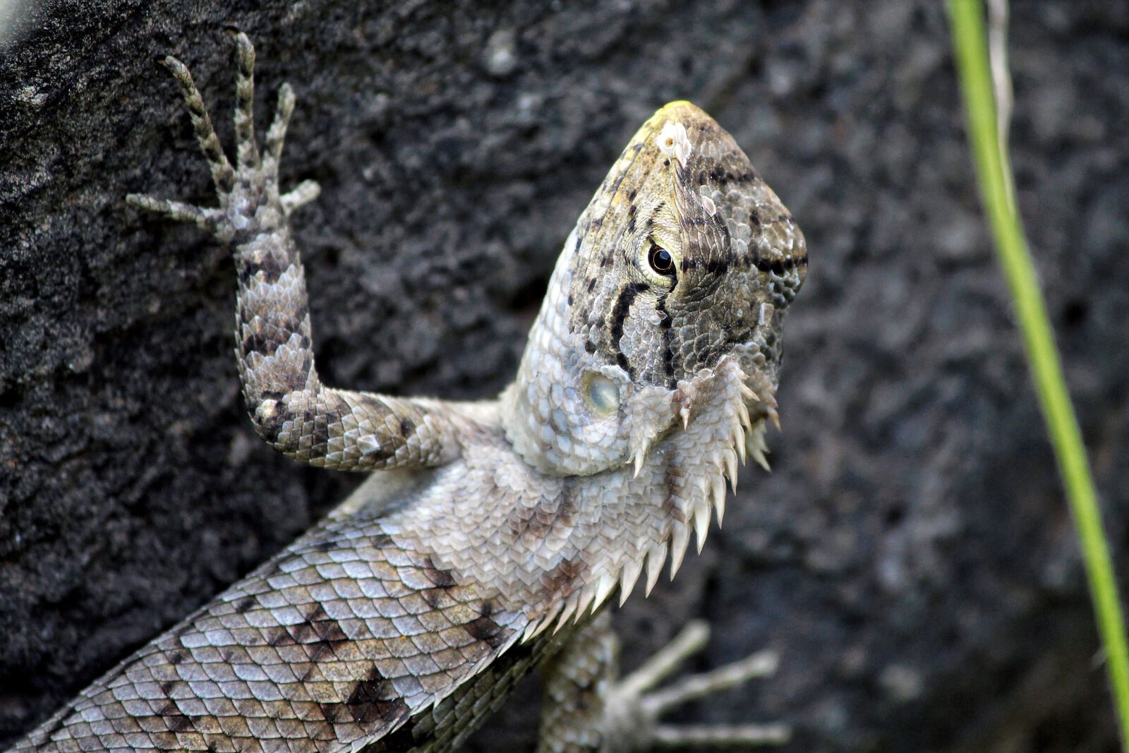 Canon EOS 700D (EOS Rebel T5i / EOS Kiss X7i) sample photo. Hiking, lizard, photography, reptiles photography