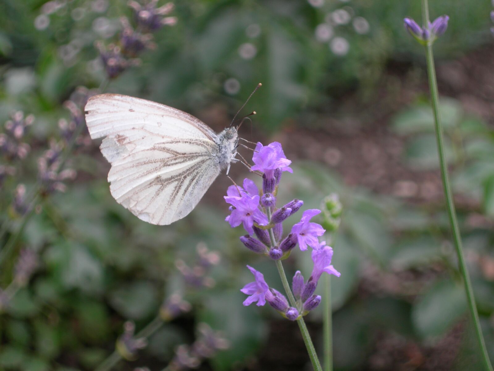 Nikon E7900 sample photo. Butterfly, flower, lila photography