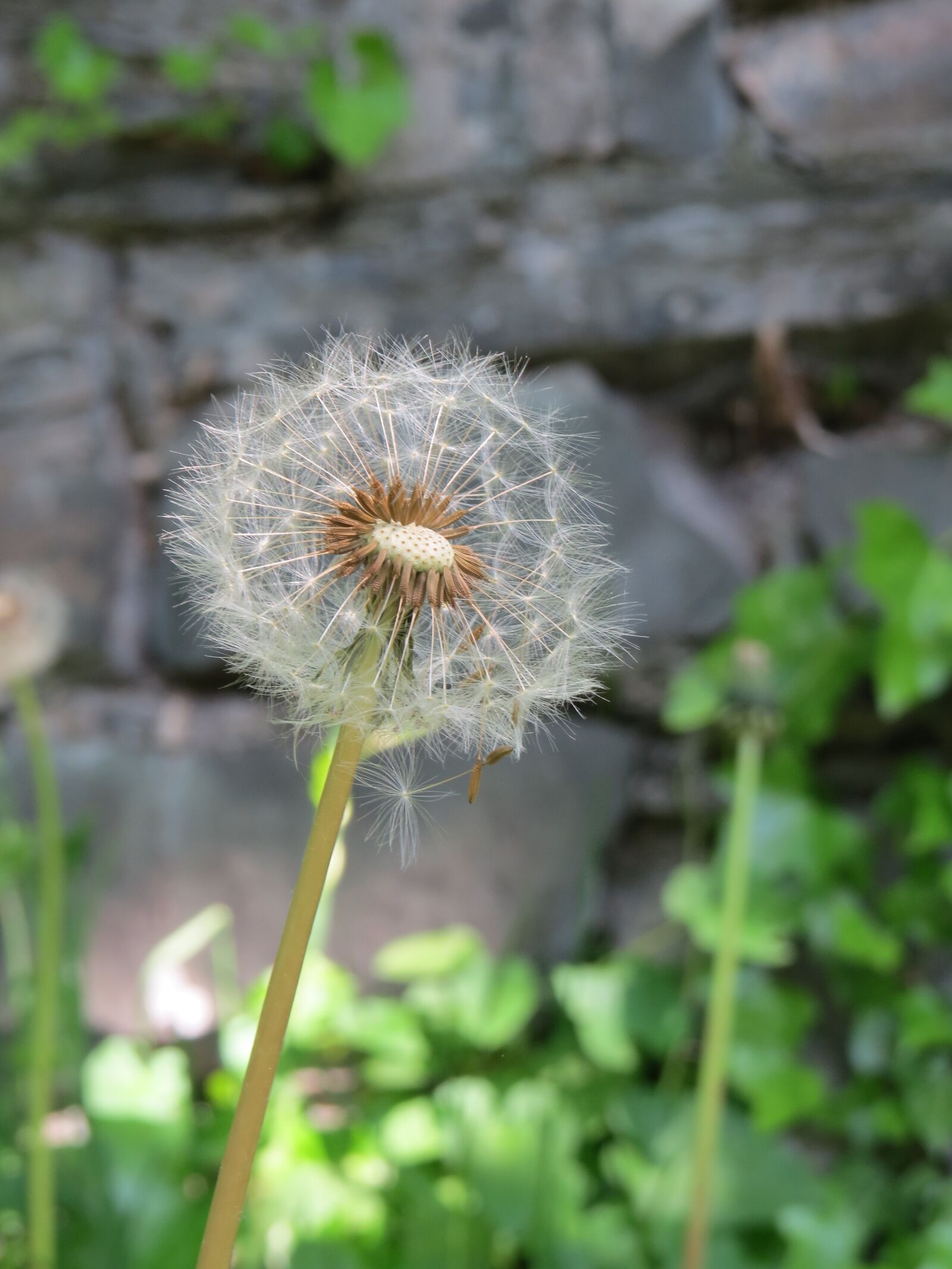 Canon PowerShot SX50 HS sample photo. Dandelion, nature, plant photography