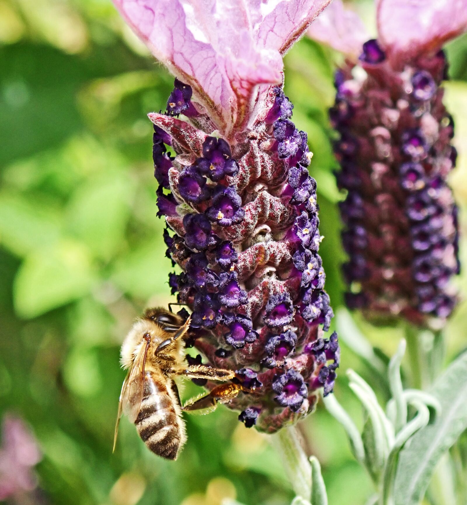 Olympus TG-5 sample photo. Insect, bee, pollen photography